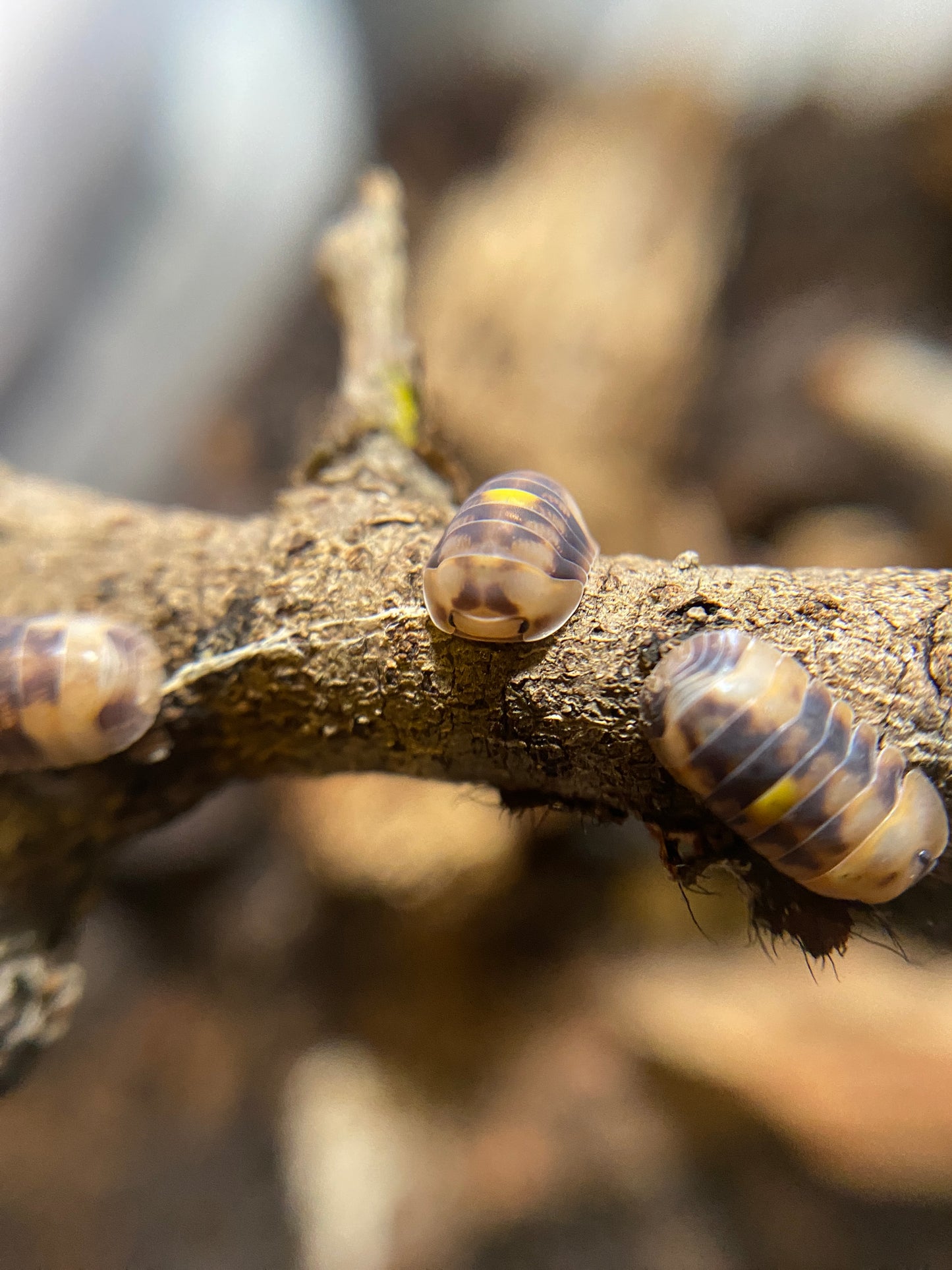 Cubaris Amber firefly (high orange)