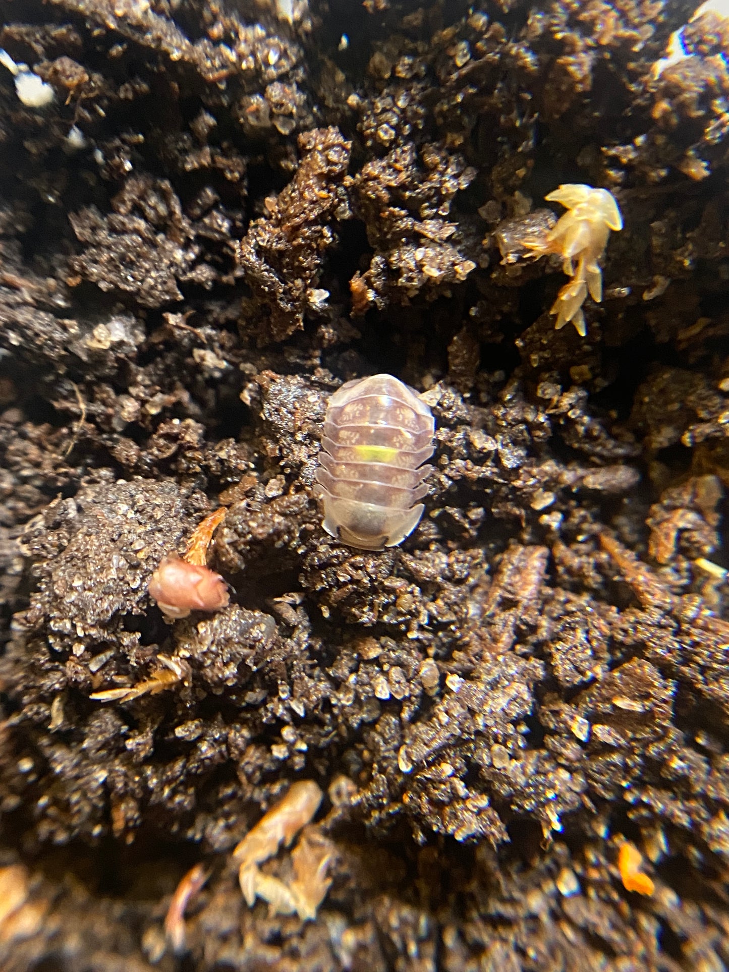 Cubaris Amber firefly LCF