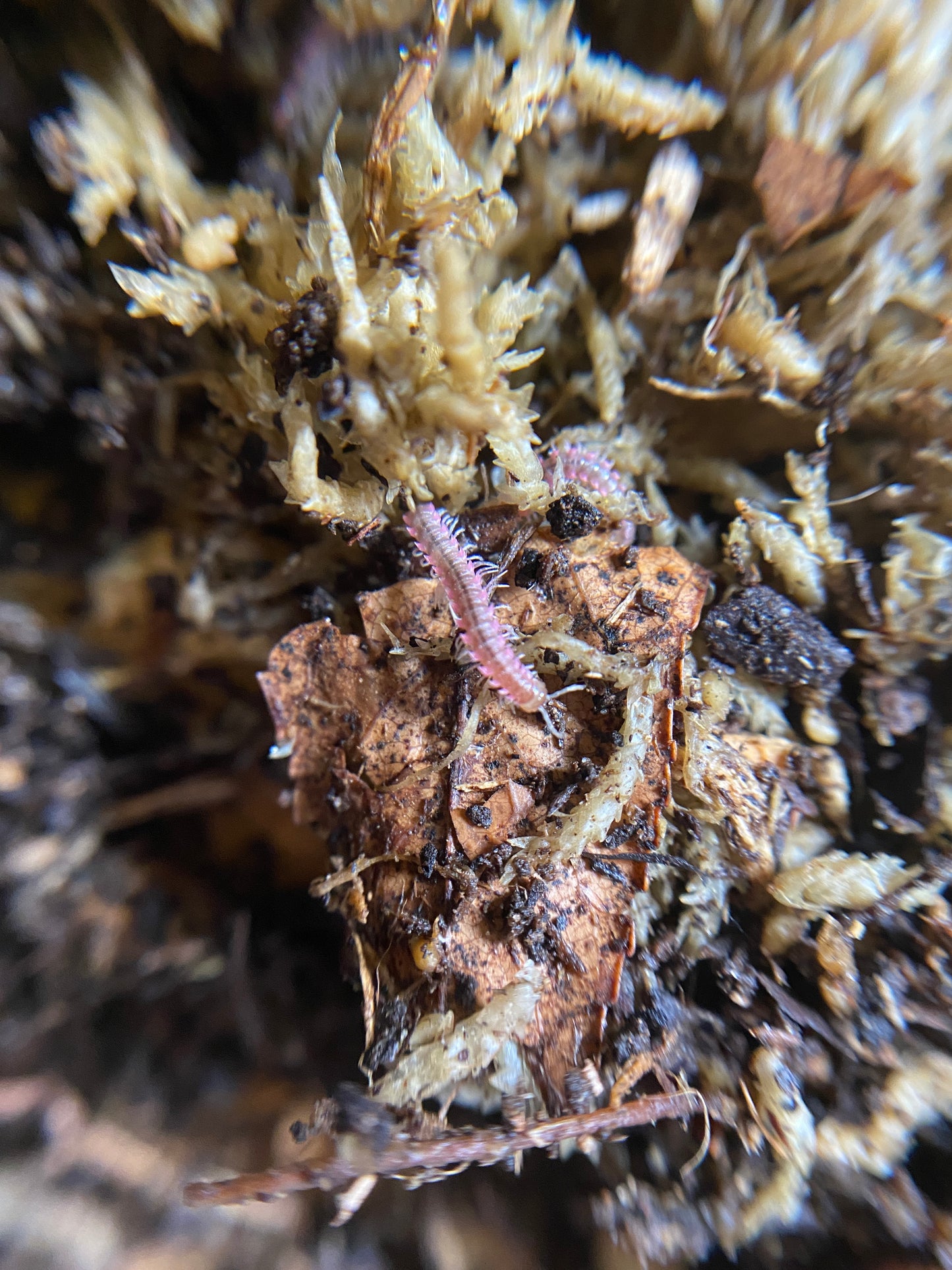 Pink Dragon Millipede