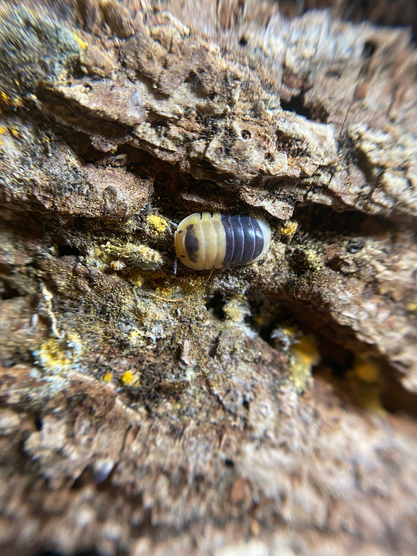 Cubaris Sp Bumblebee