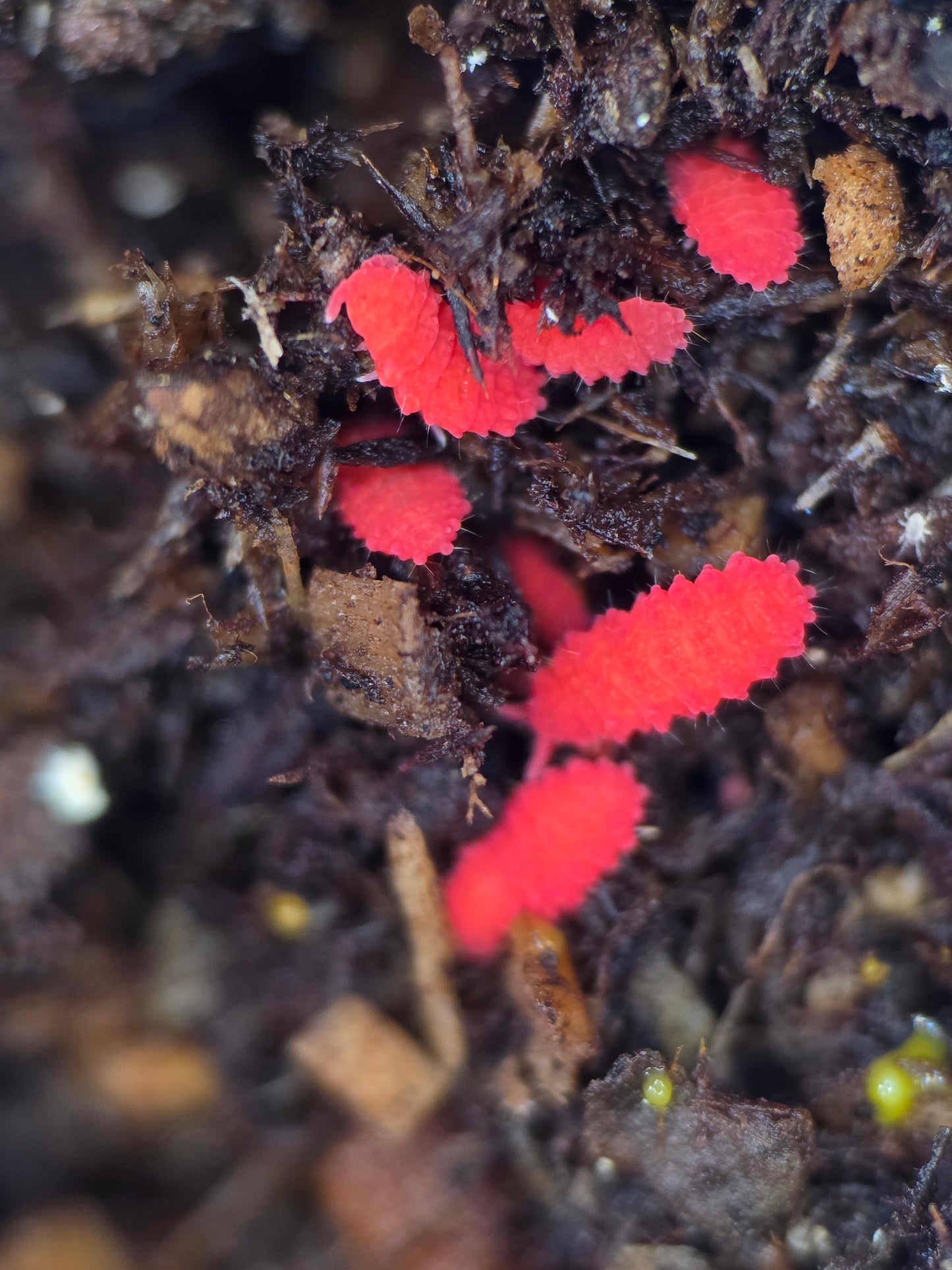 Lobellini sp bfo (slime eaters)