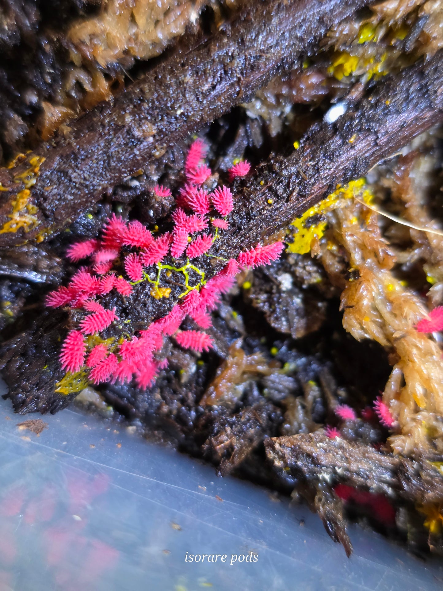 Rambutanura sp thailand (bulk 30ct)