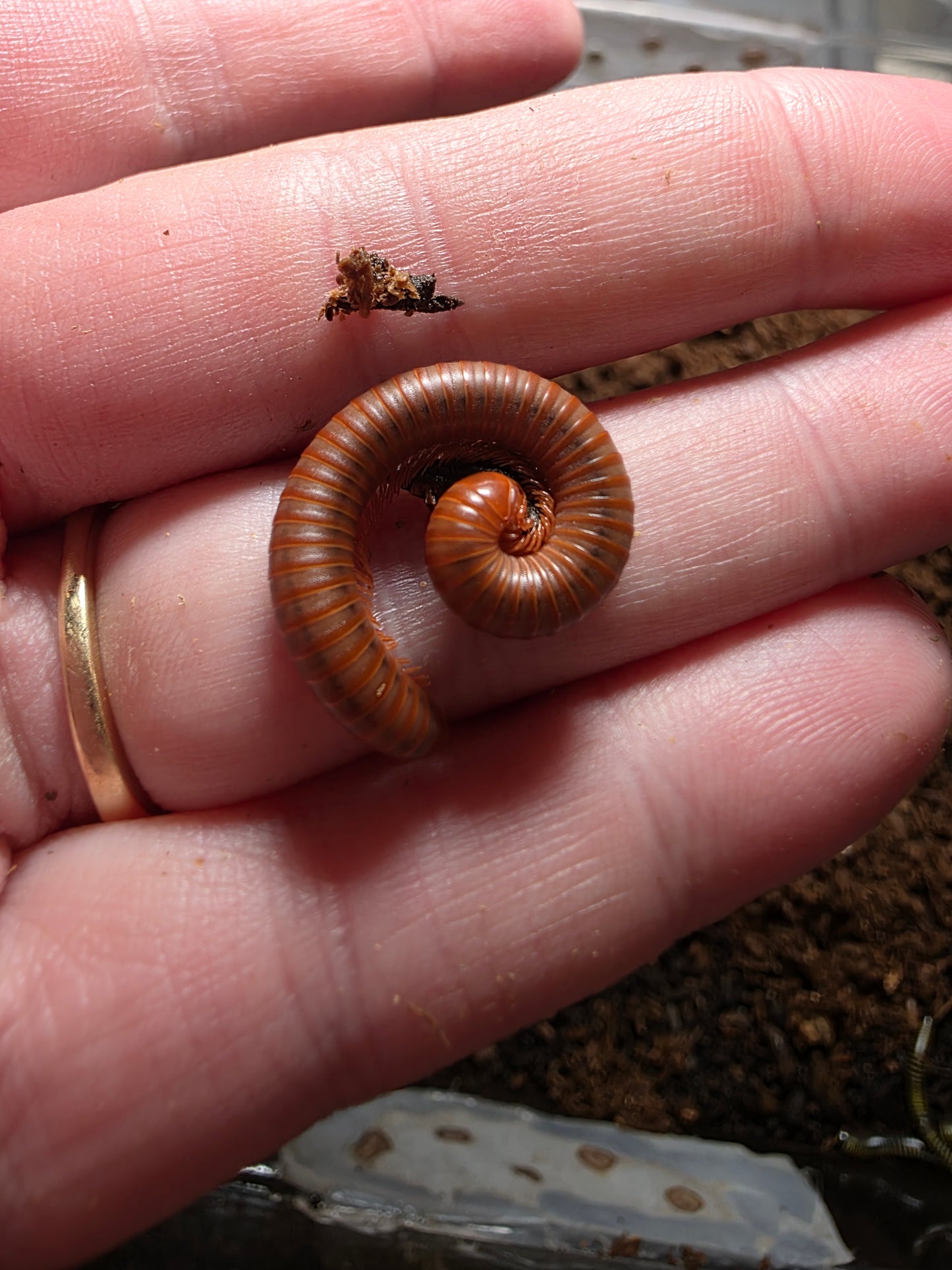Millipede mystery box