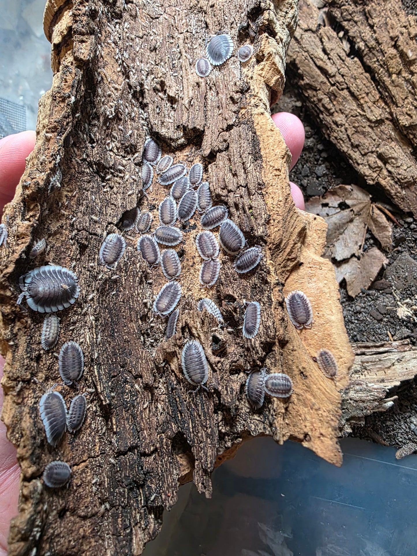Porcellio Werneri