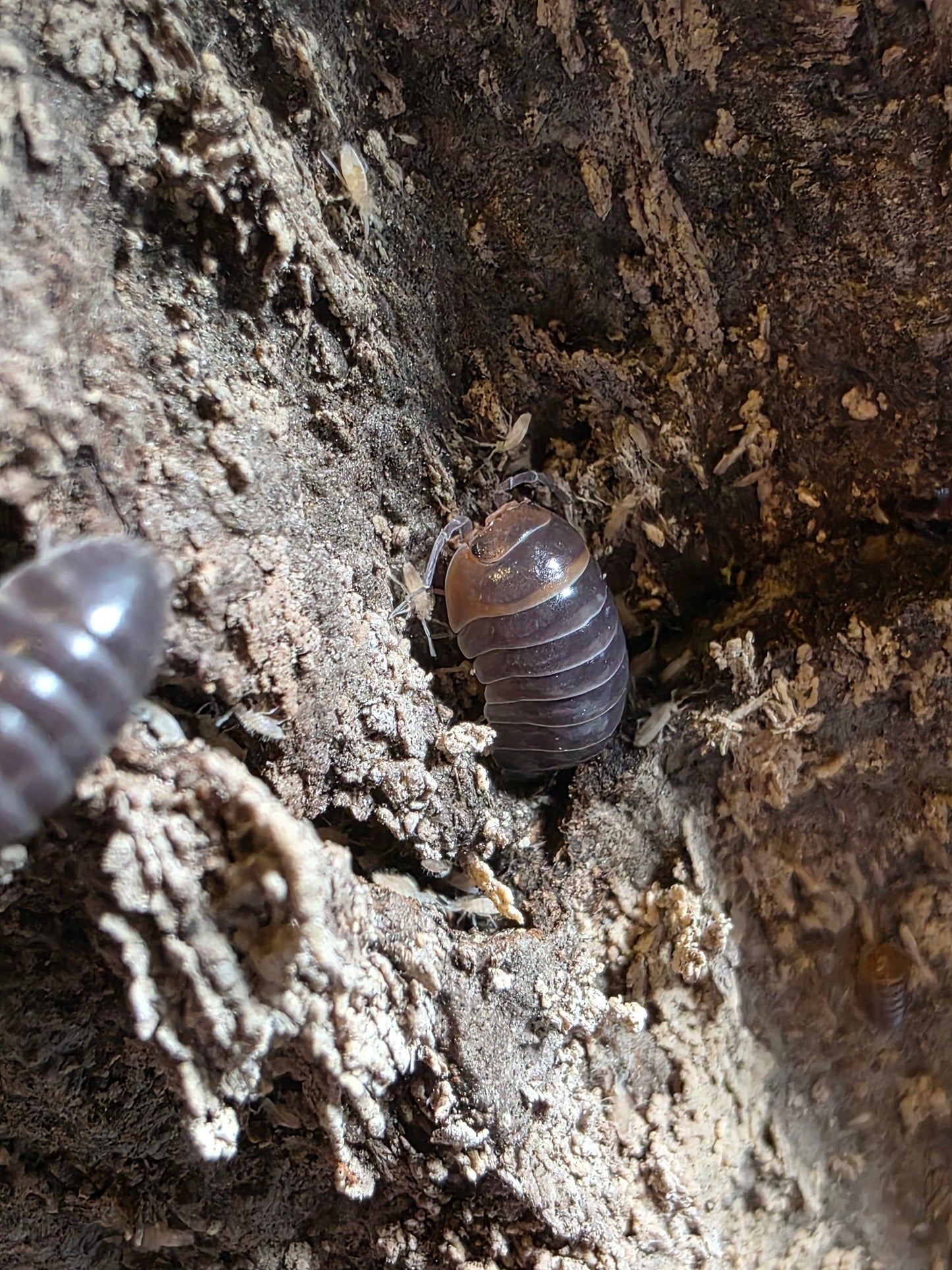 Armadillidium flavoscutatum "Redheads"