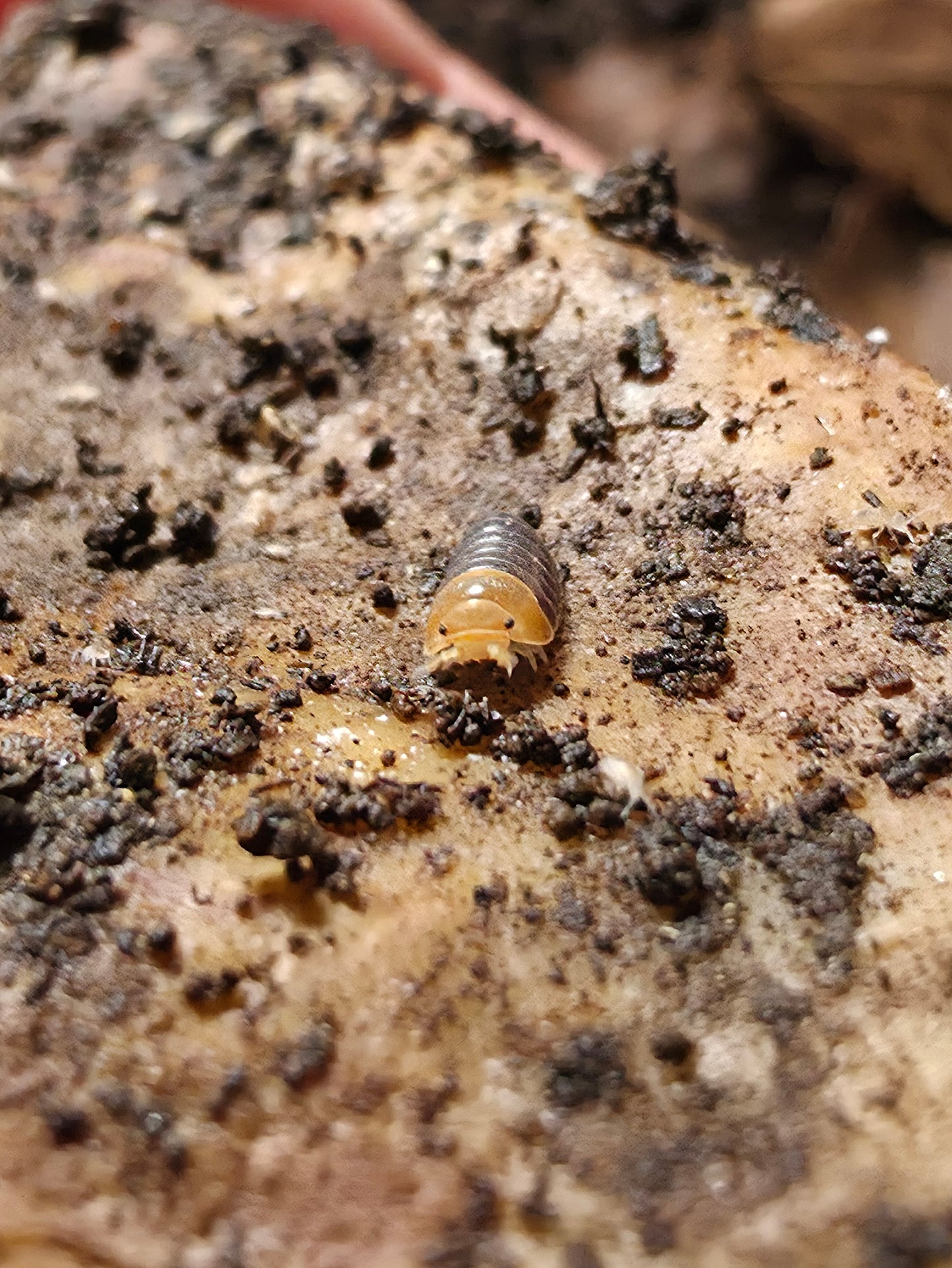 Spherillo sp dwarf ducky