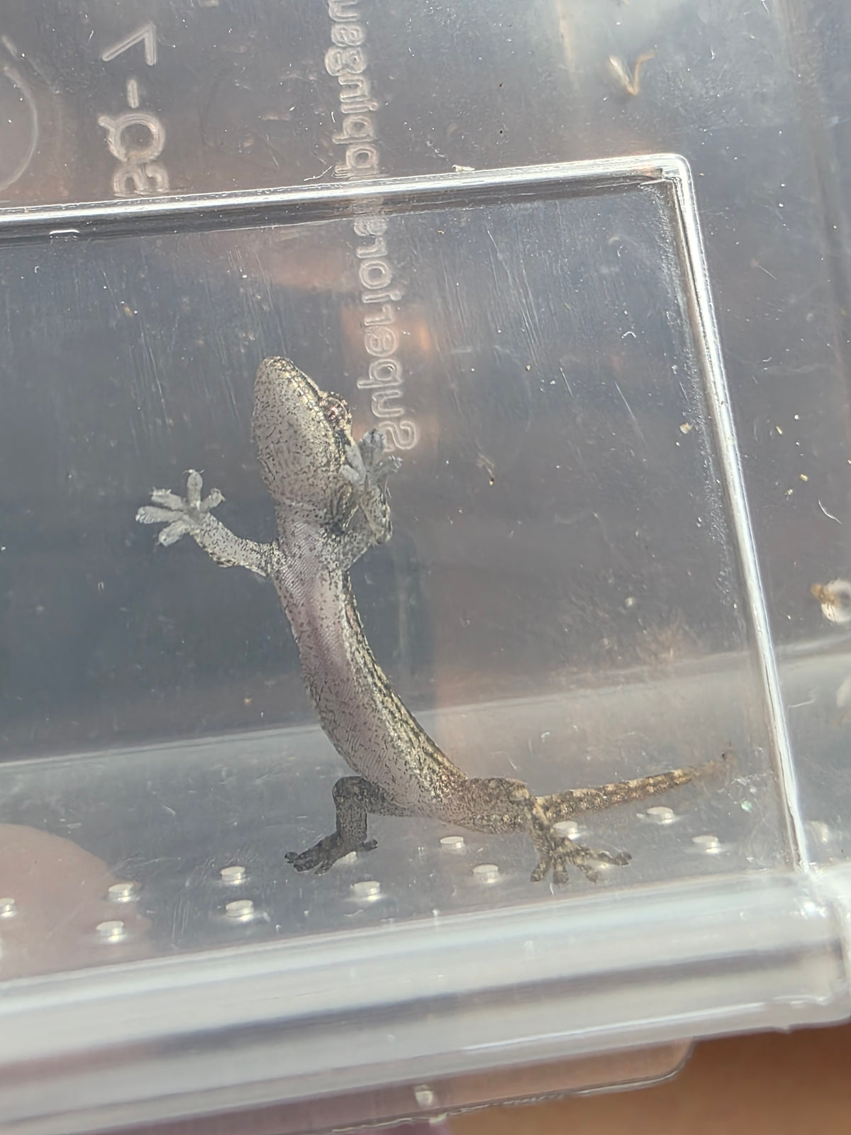 Lepidodactylus lugubris aka mourning geckos