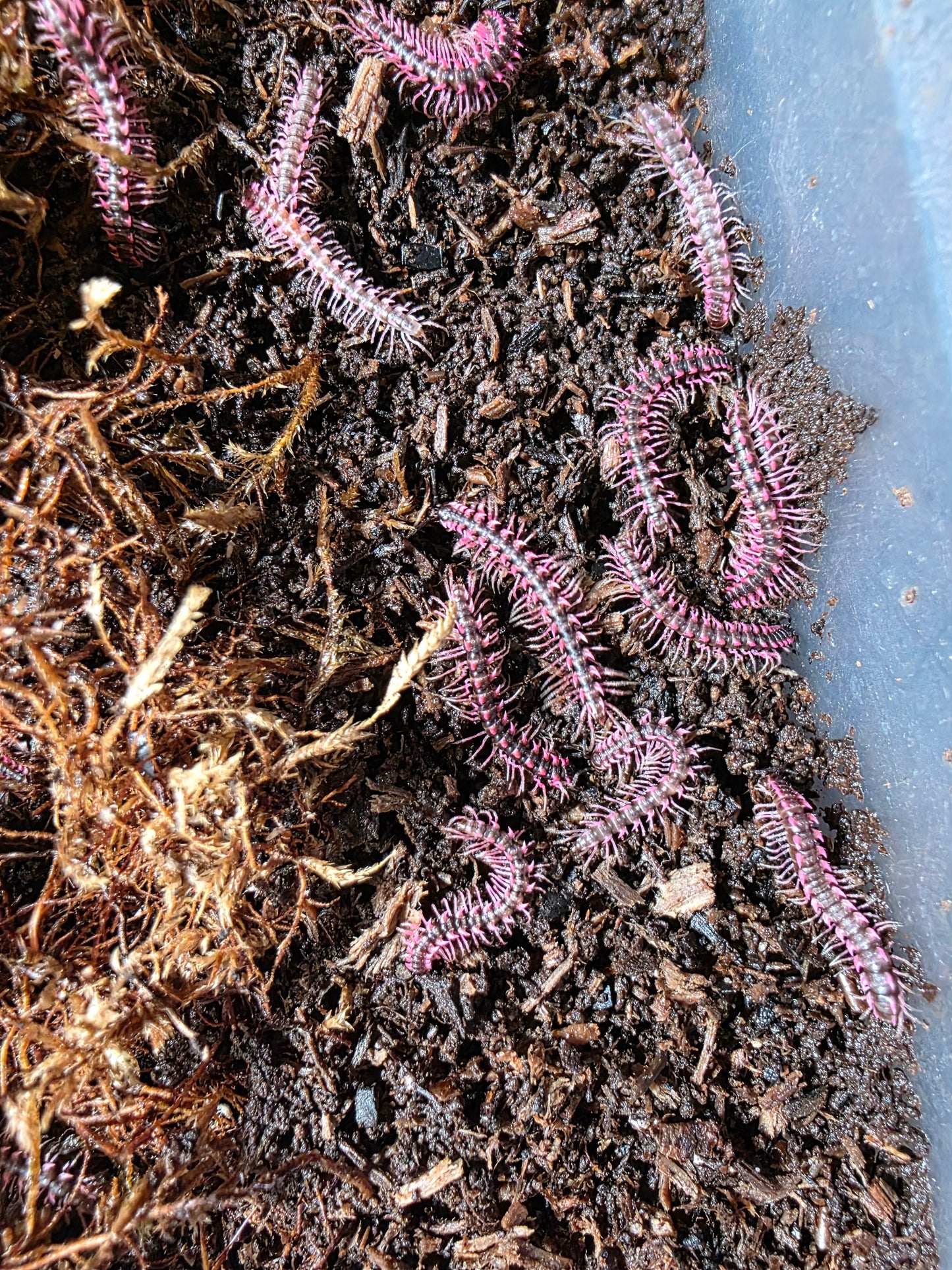 Pink dragons 50ct bulk