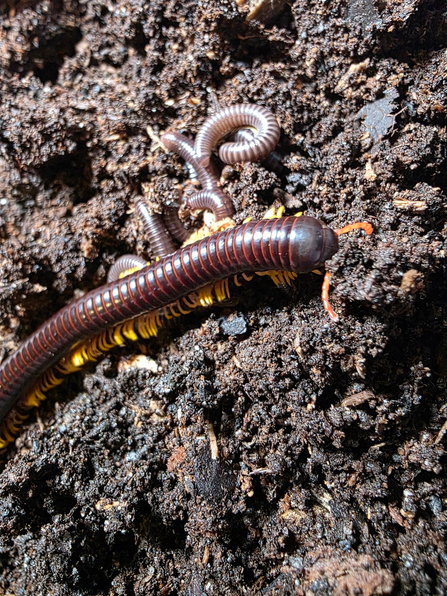 Trigoniulus macropygus (flame leg millipede)