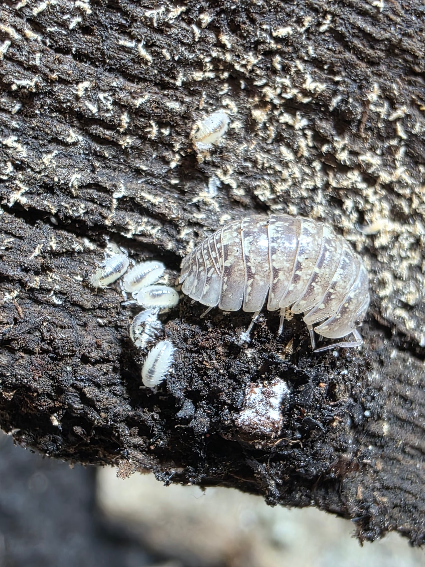 Armadillidium sp amegliol