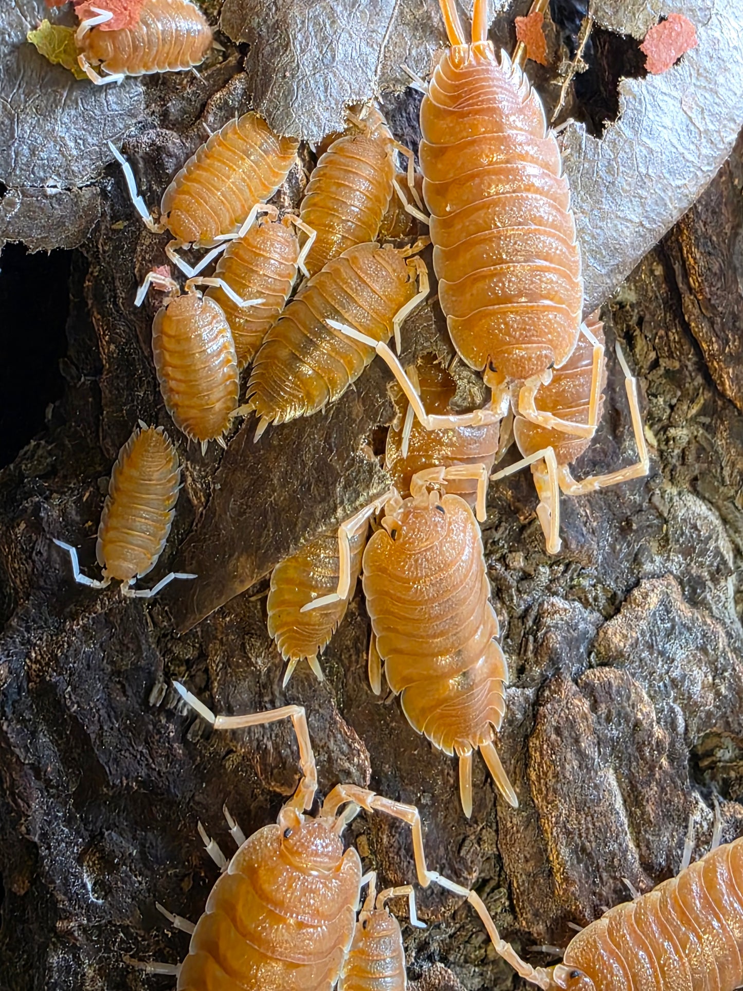 Porcellio magnificus