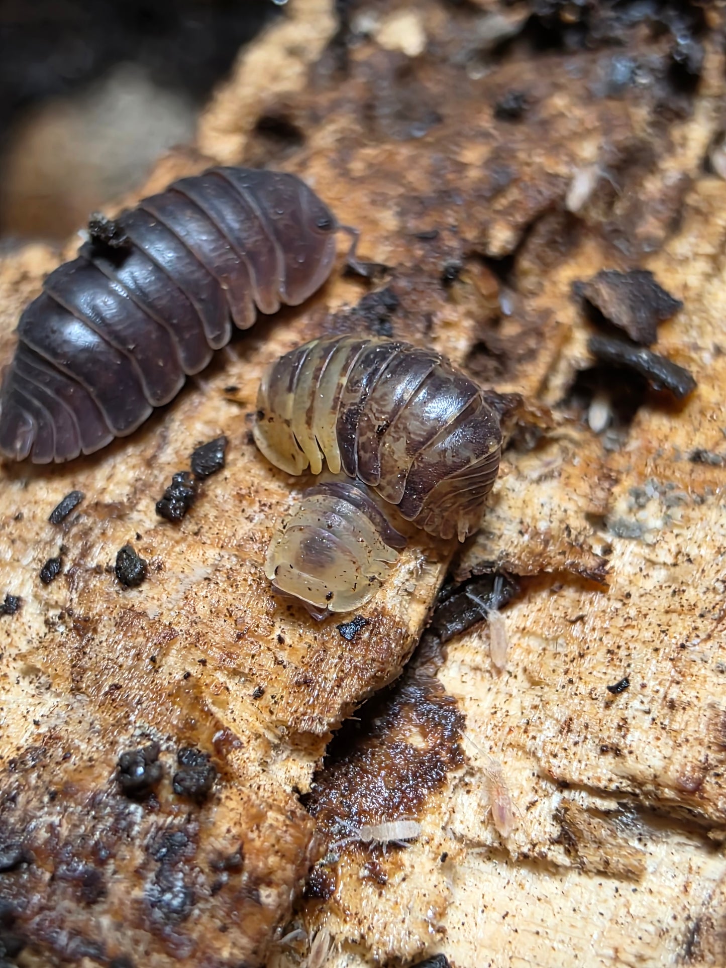 Filipinodillo sp Cordova