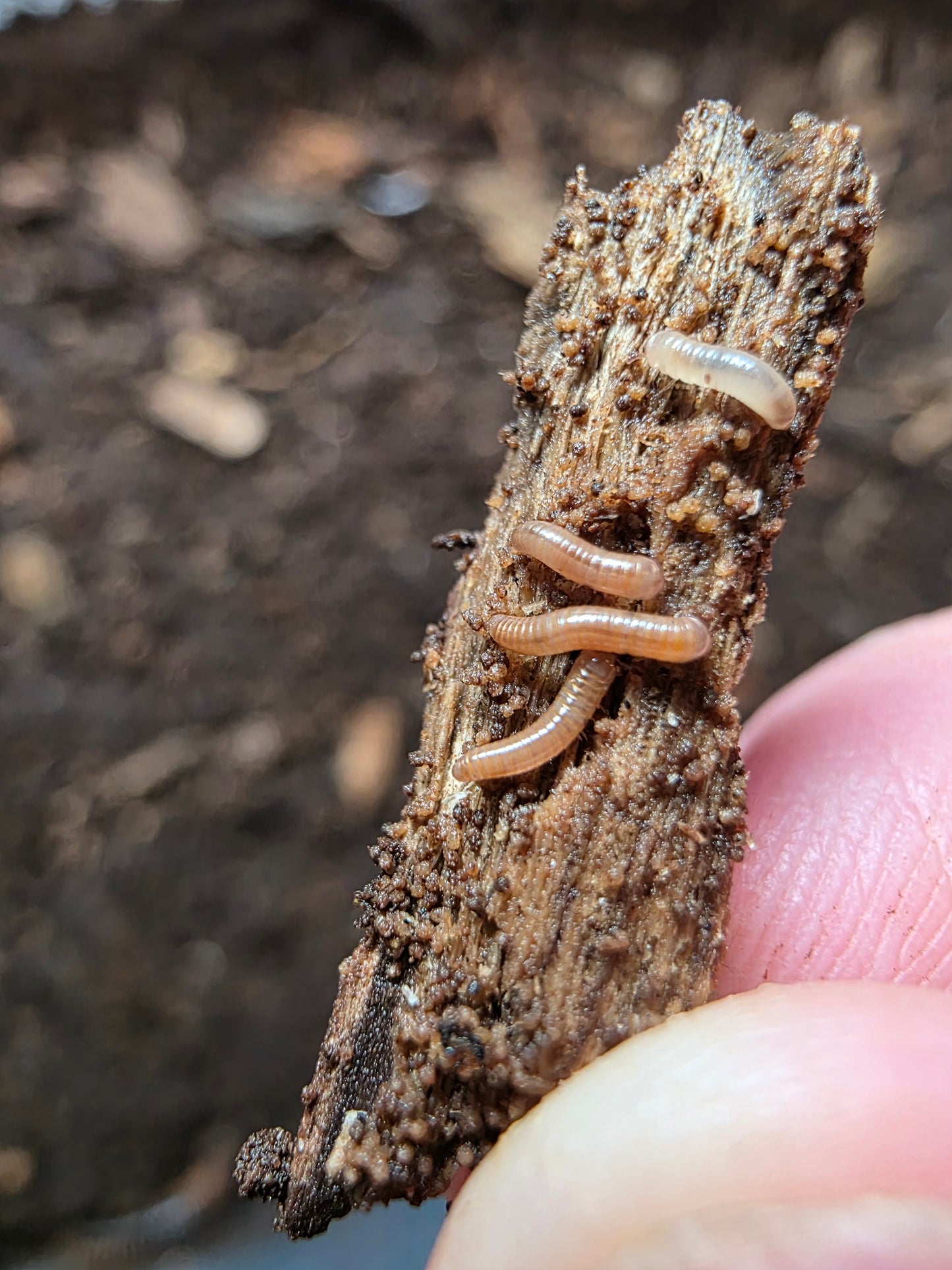 Ivory Millipede (Chicobolus spinigerus)