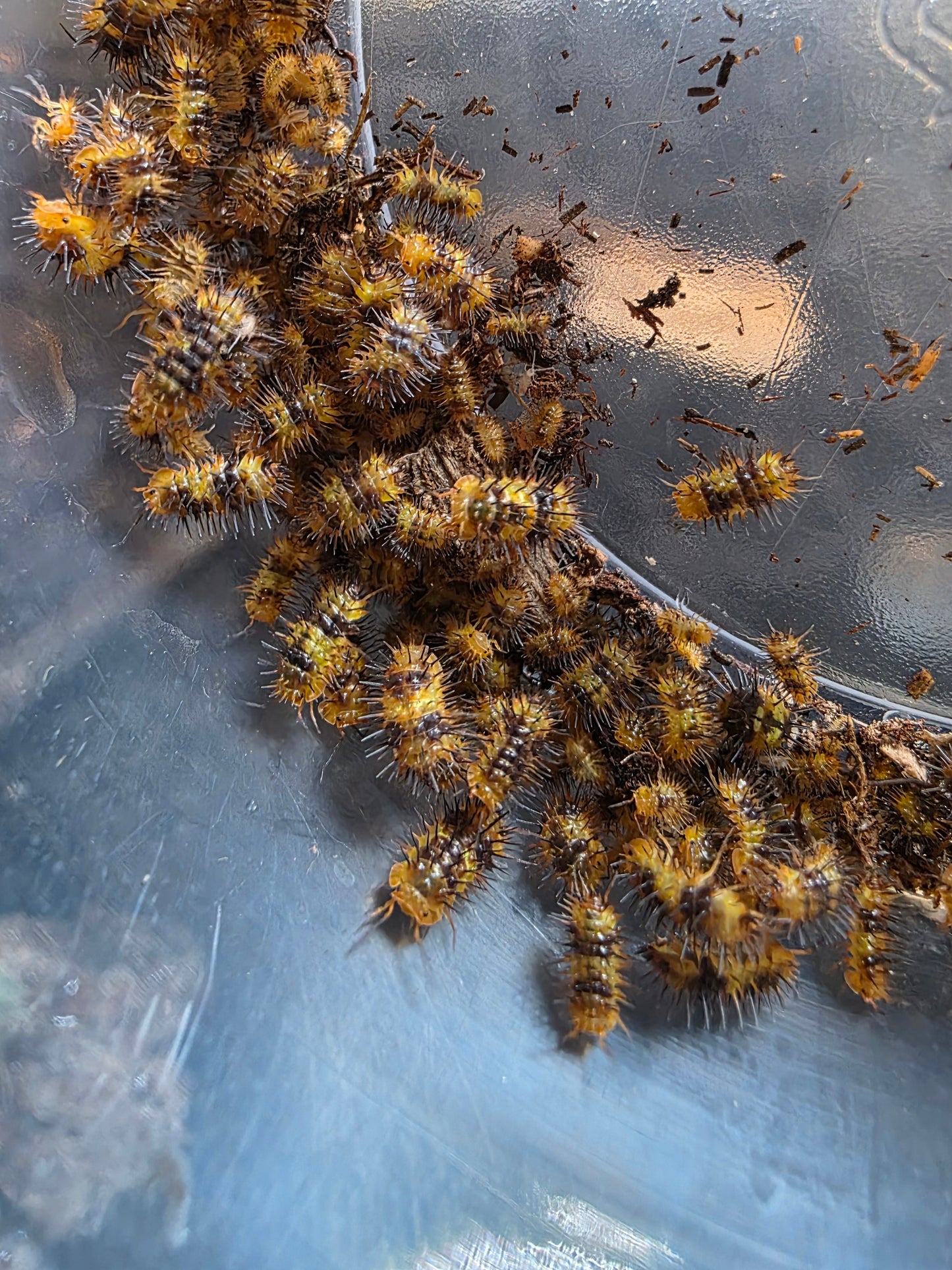 Laureola sp durian spiky purge