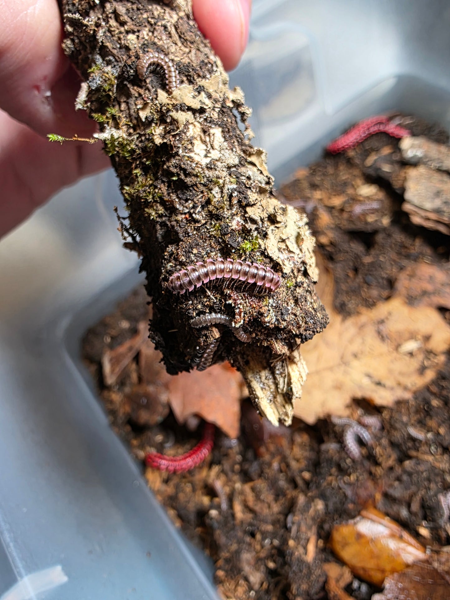 Antheromorpha uncinata Millipede "pink"
