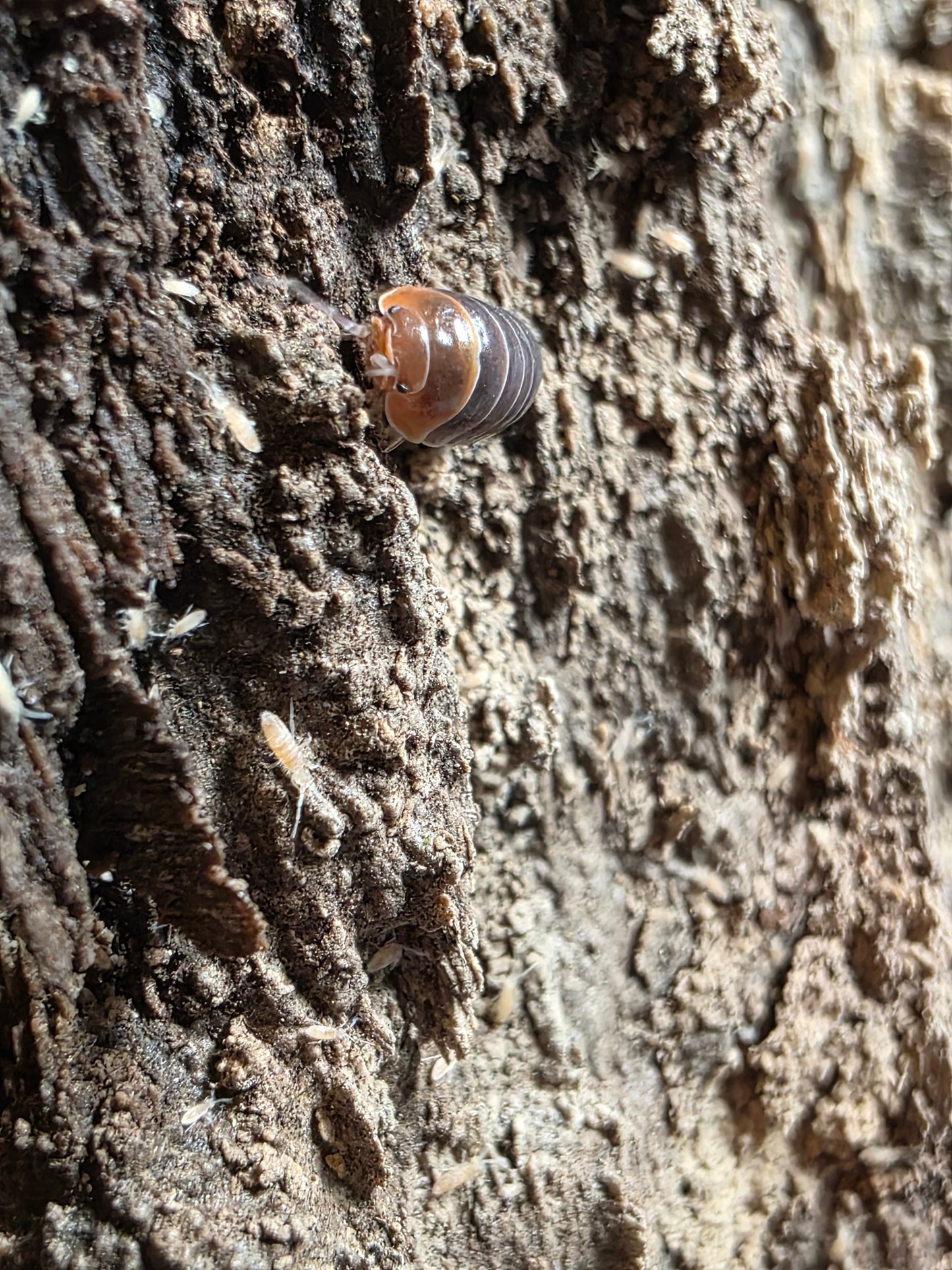 Armadillidium flavoscutatum "Redheads"