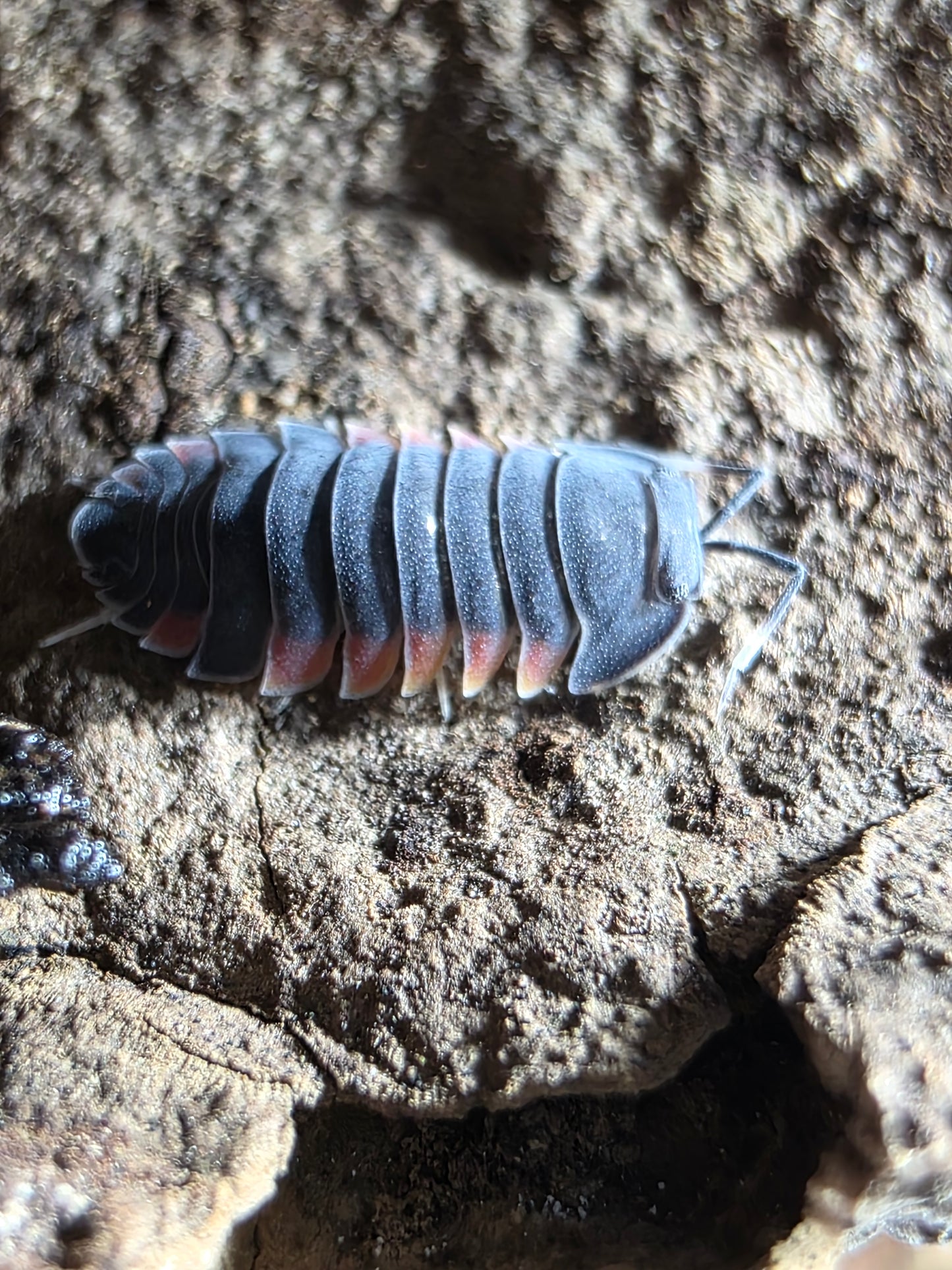 Artendiella sp "pastel lava"
