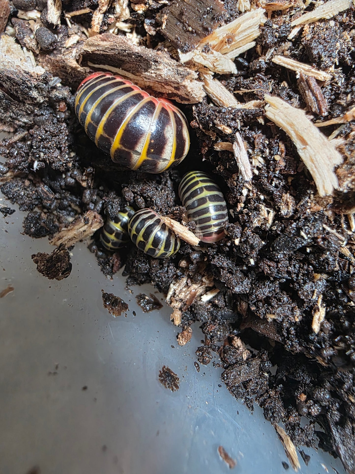 Rhopalomeris carnifex candy pill millipede CB pedelings