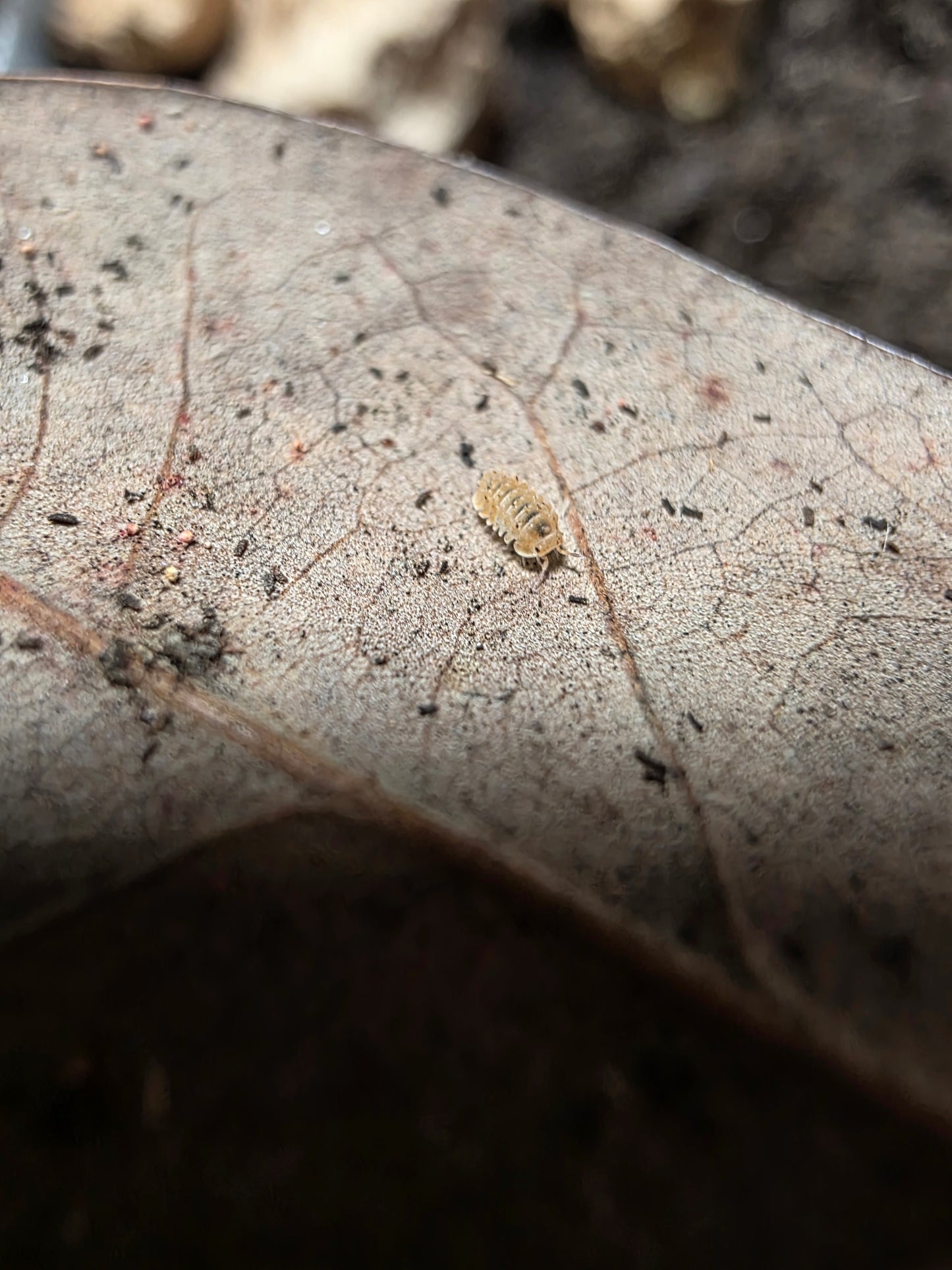 Isopoda sp Armageddon (TINY)