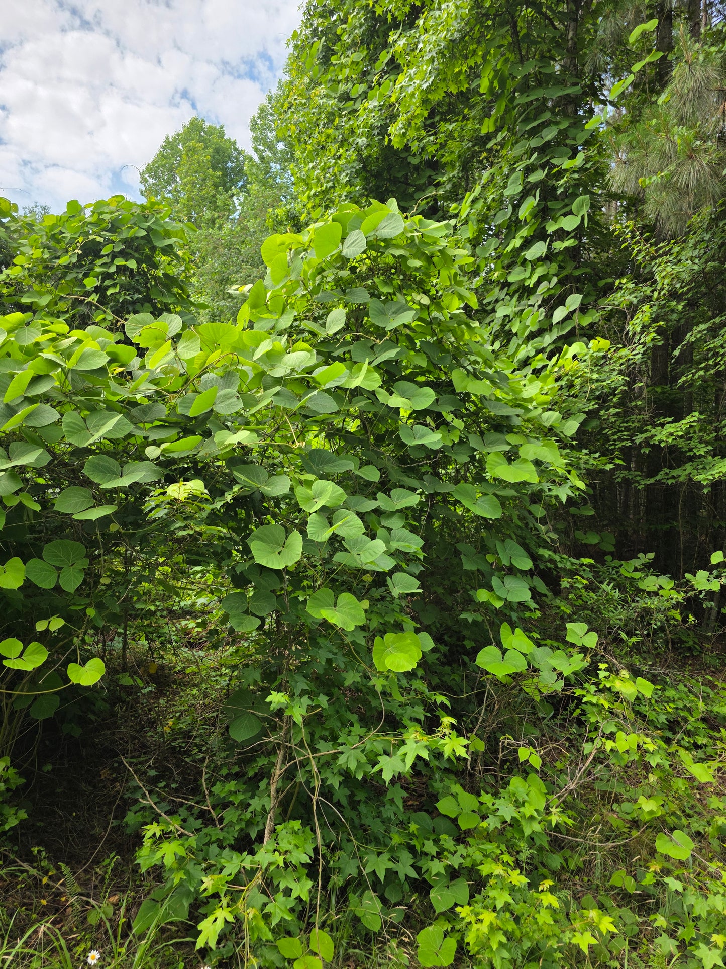 Kudzu leaves