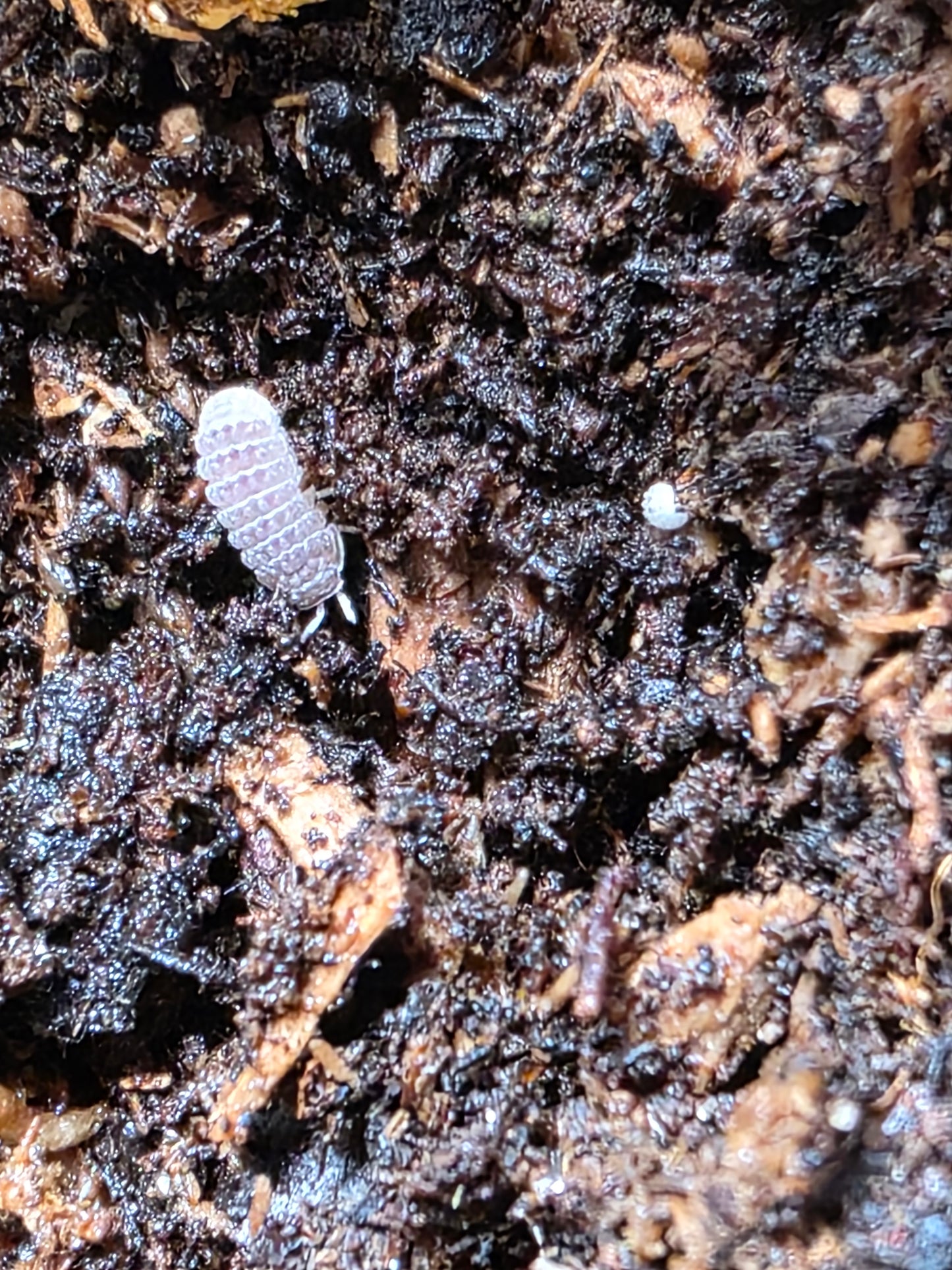 Ctenorillo Sp " Boqueron" - Puerto Rico Spiky Isopod