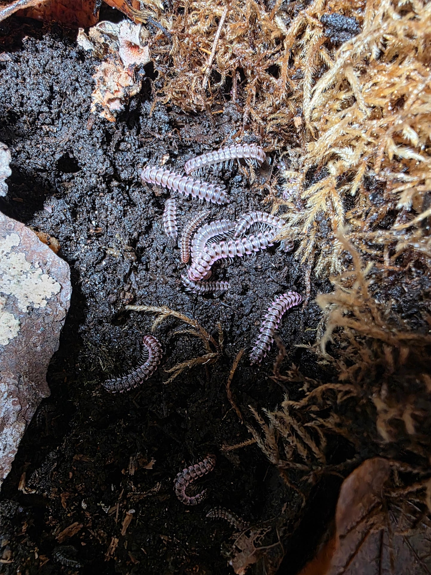 Antheromorpha uncinata Millipede "pink"