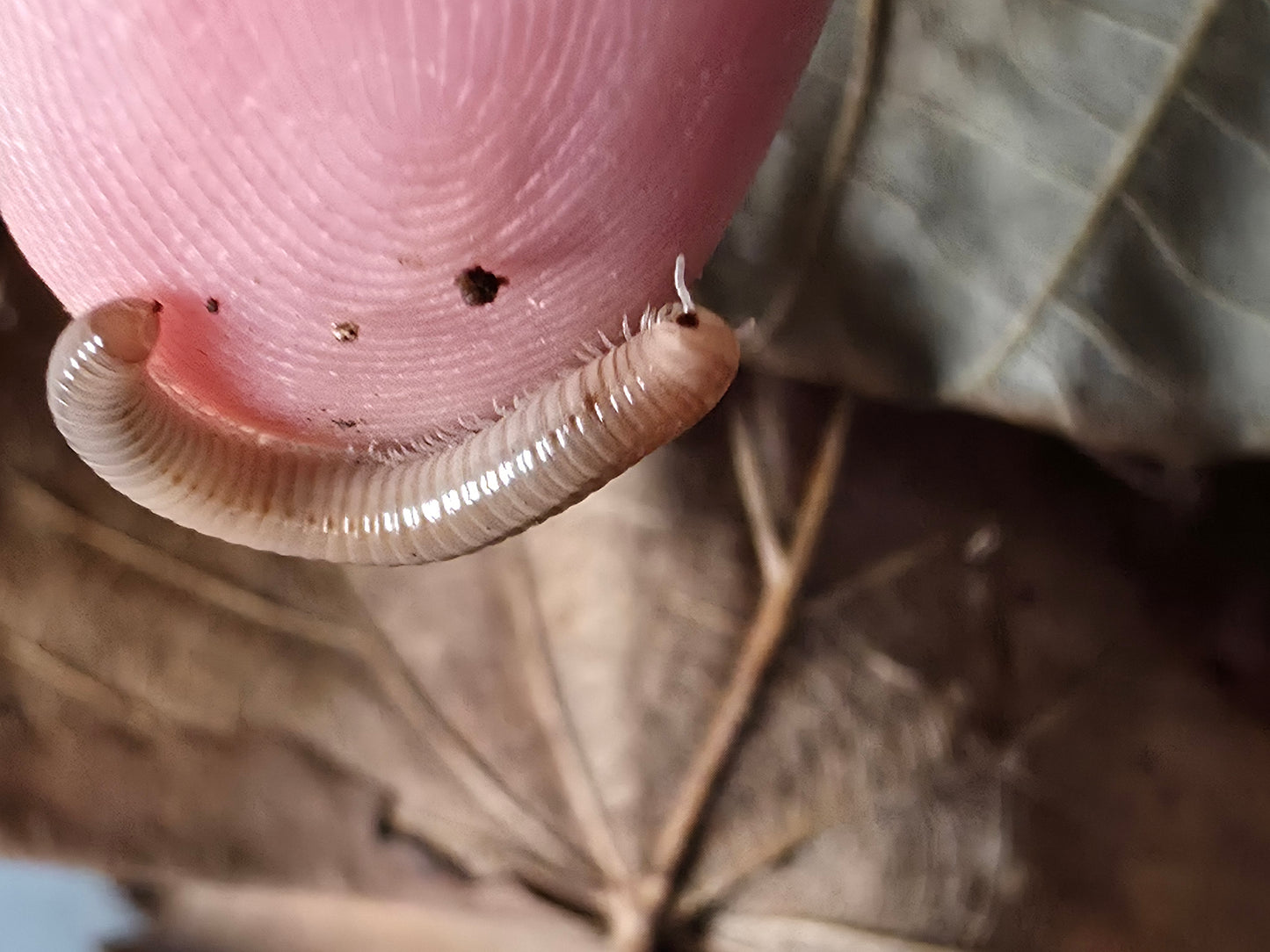 Coxobolellus cf albiceps