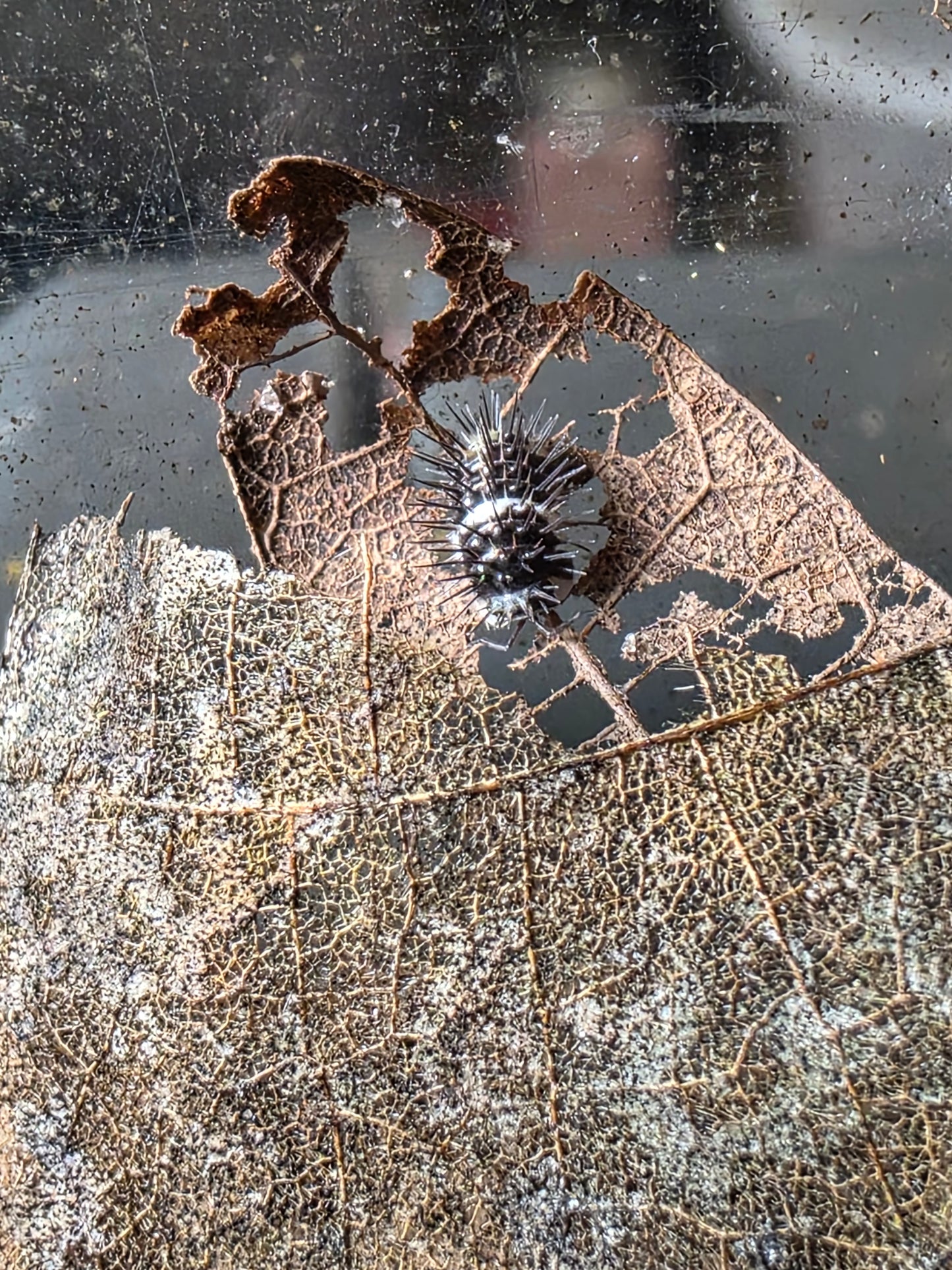 Laureola sp panda spiky