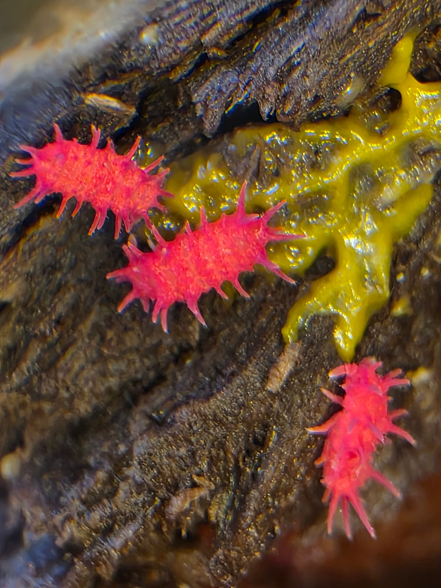 Rambutanura sp vietnams (SLIME REQUIRED)