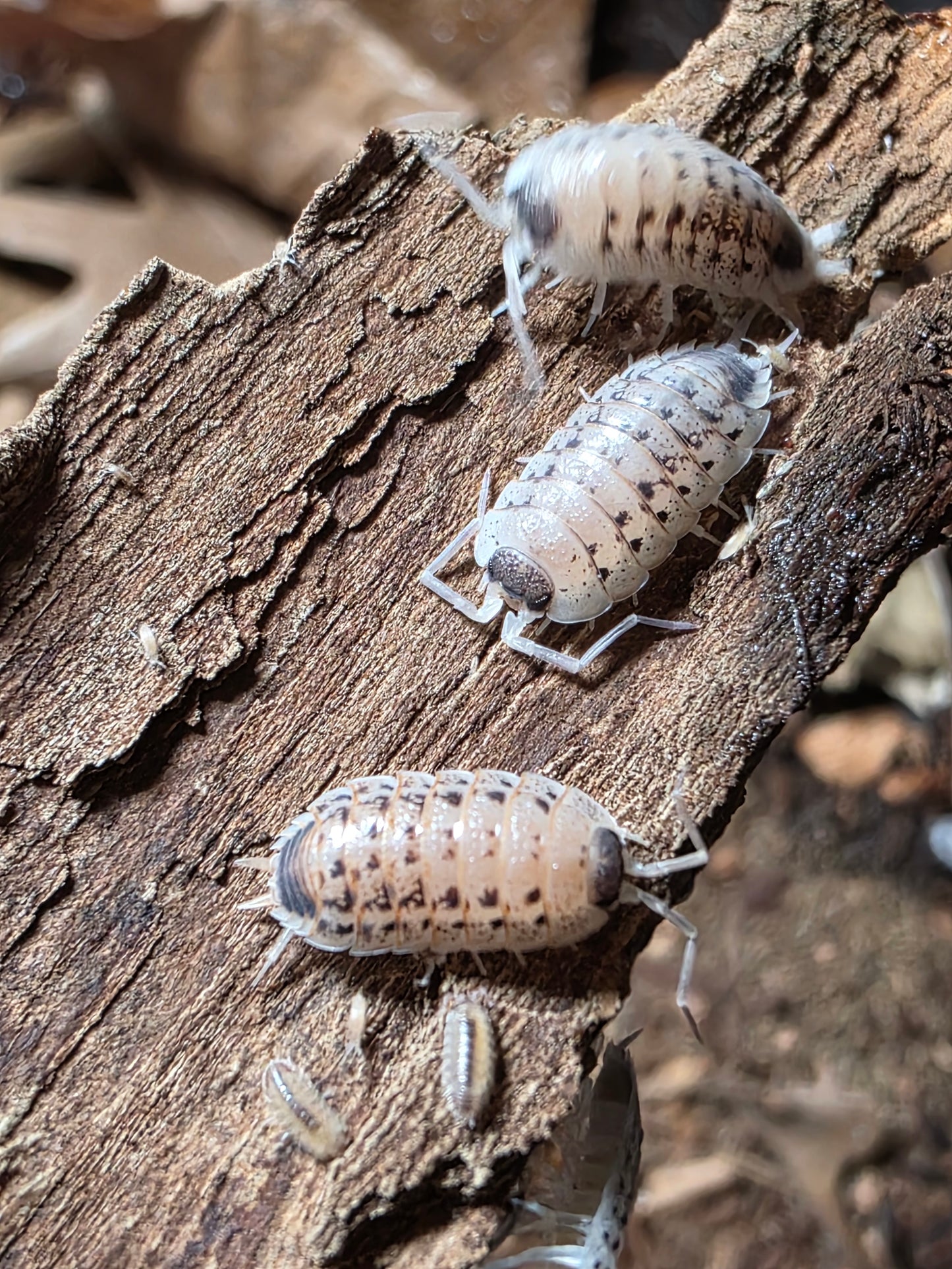 Porcellio Rubivan