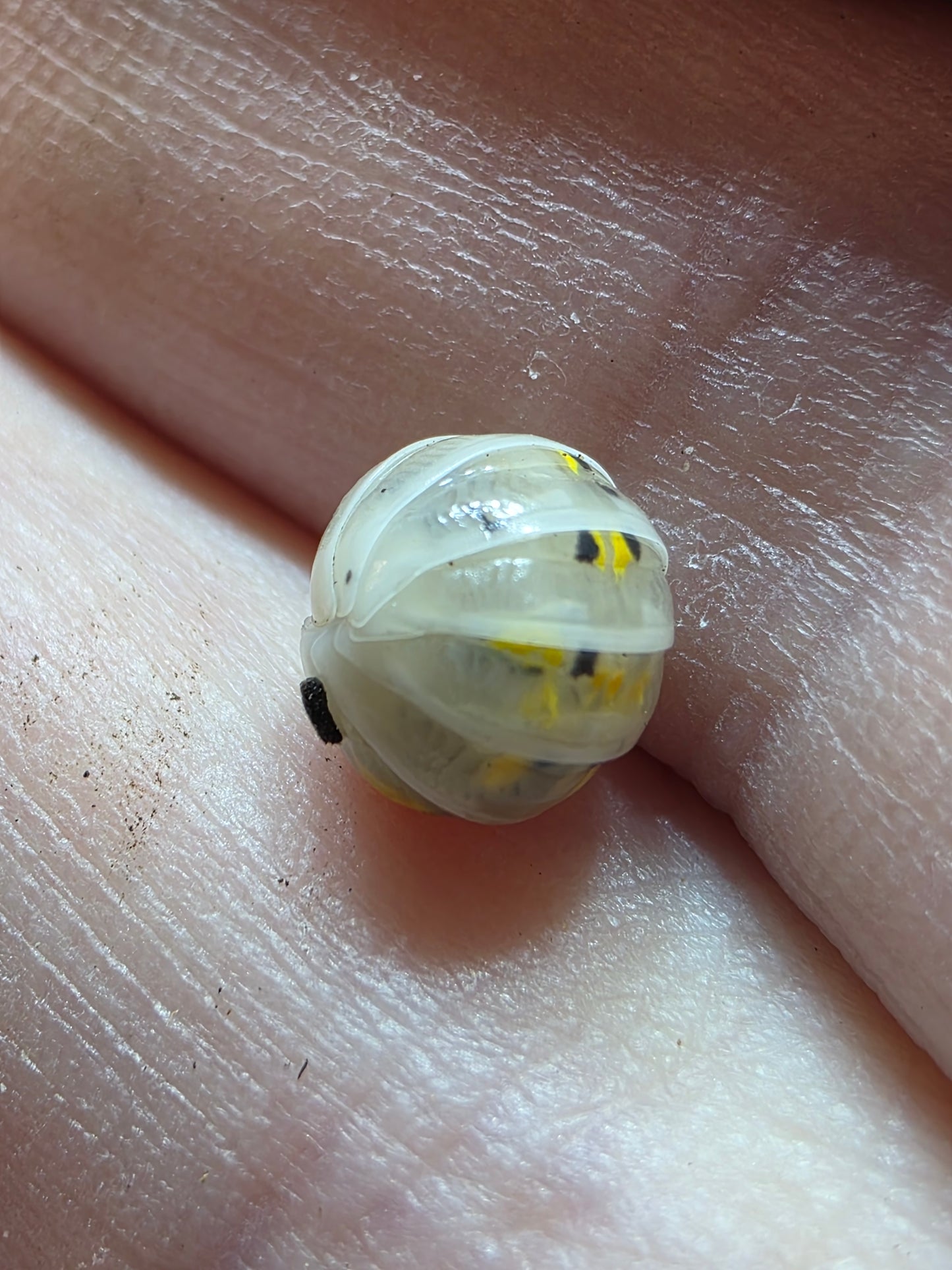 Armadillidium vulgare american potions (roach crossing OG stock)