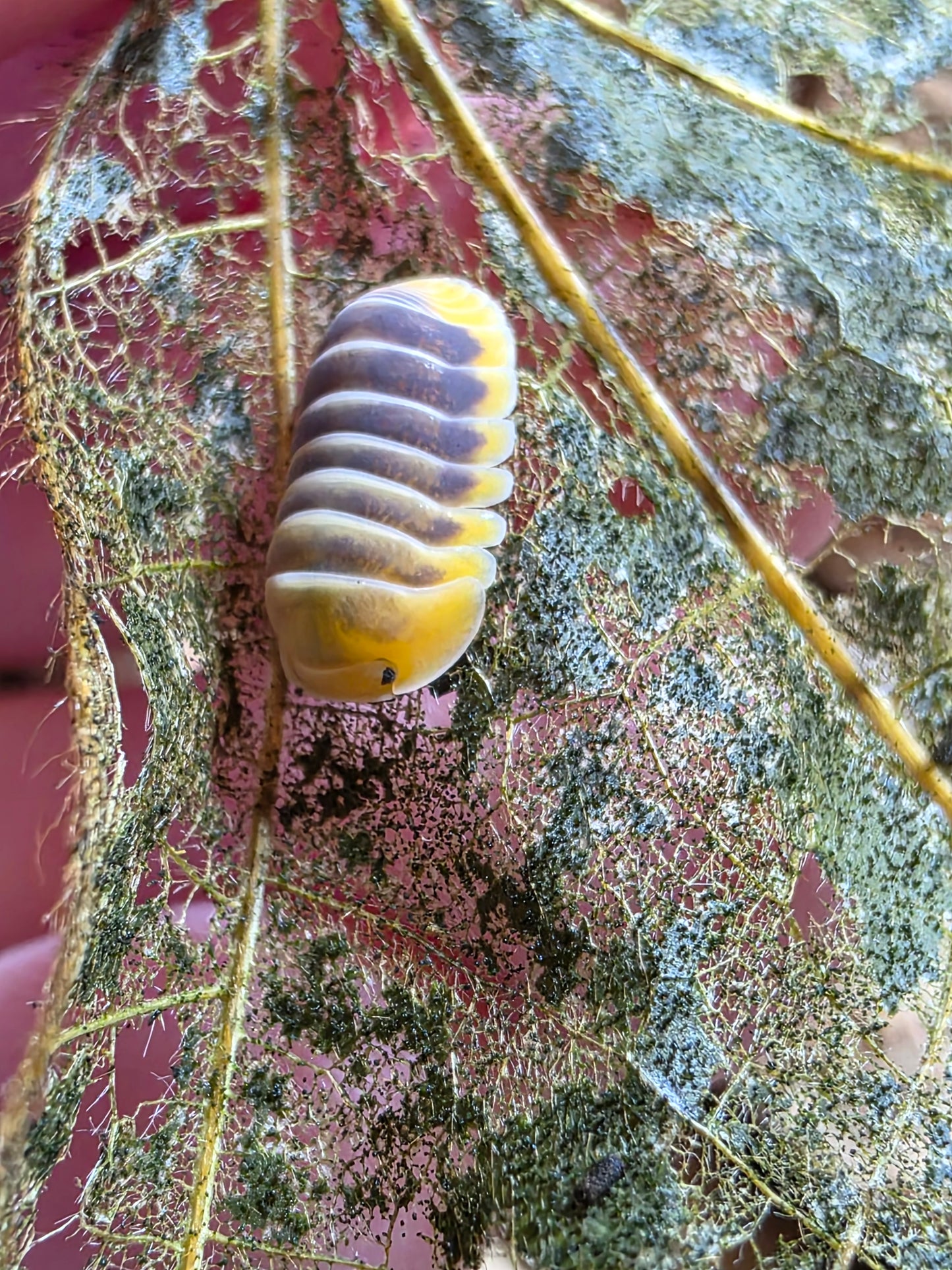 Cubaris sp jupiters