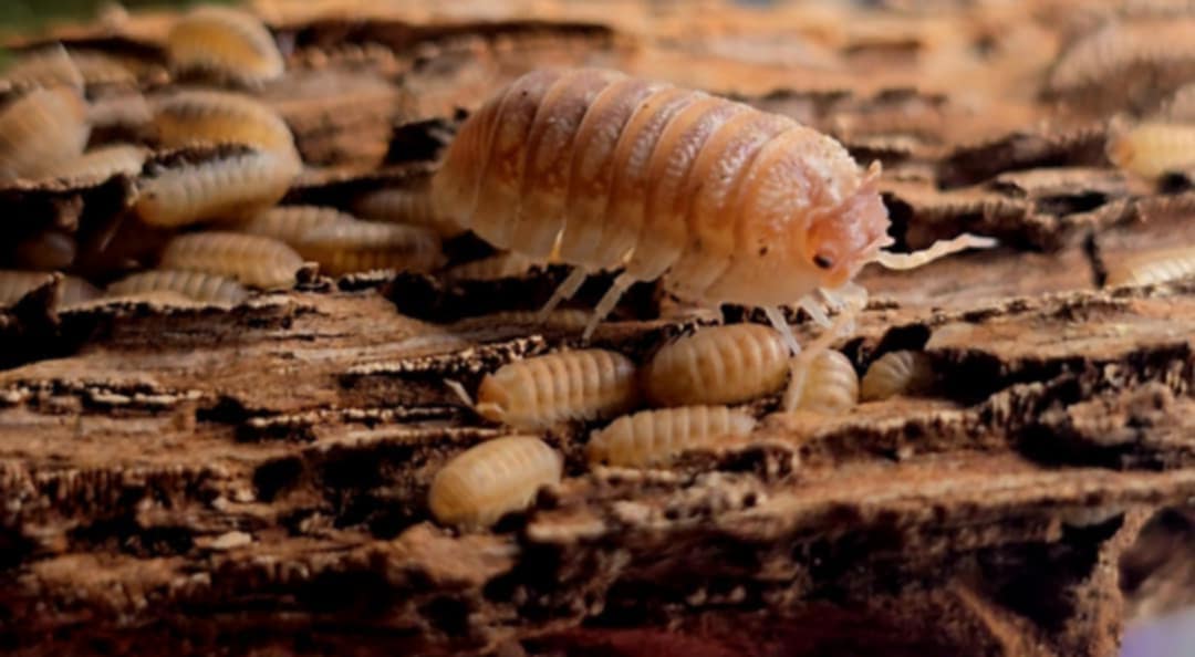 Armadillidium hauseni
