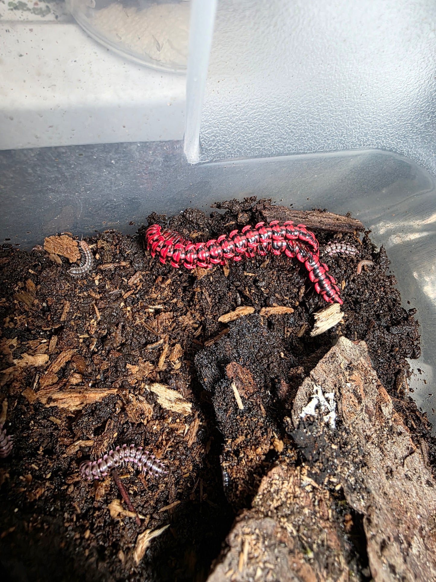Antheromorpha uncinata Millipede "pink"