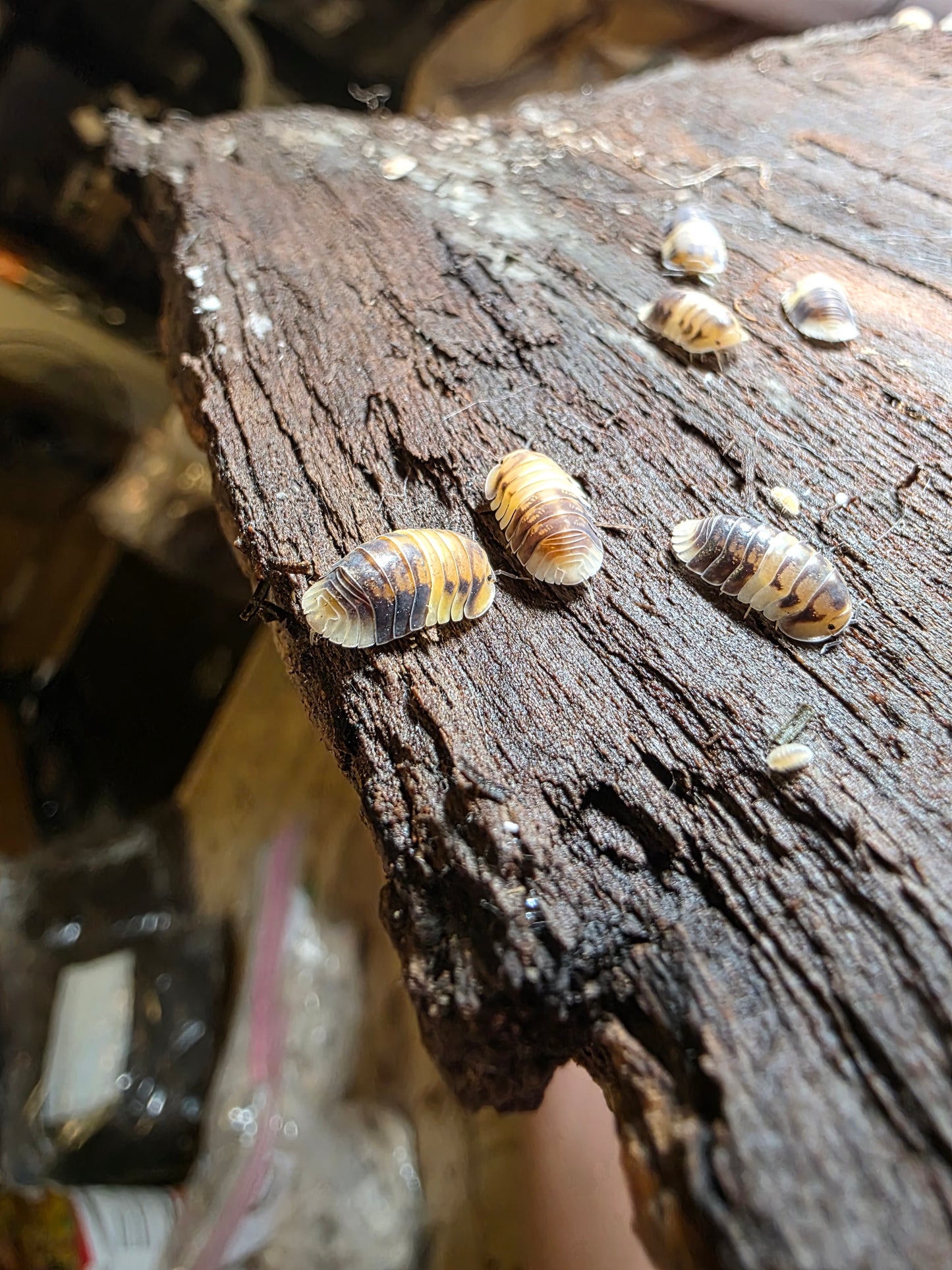 Cubaris sp amber panda