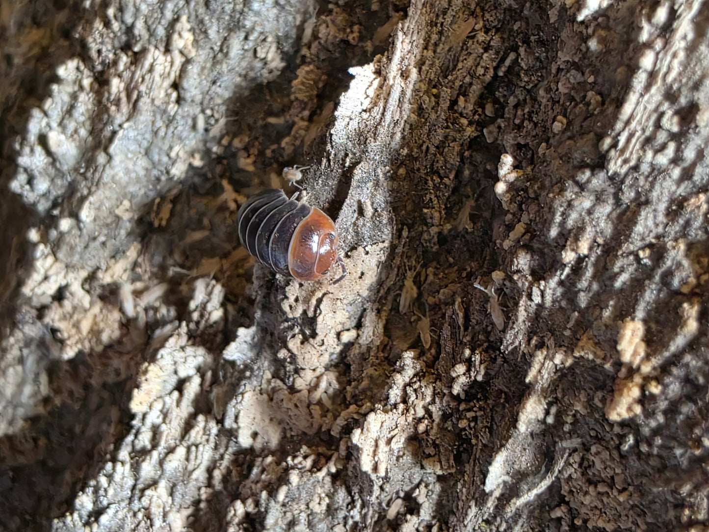 Armadillidium flavoscutatum "Redheads"