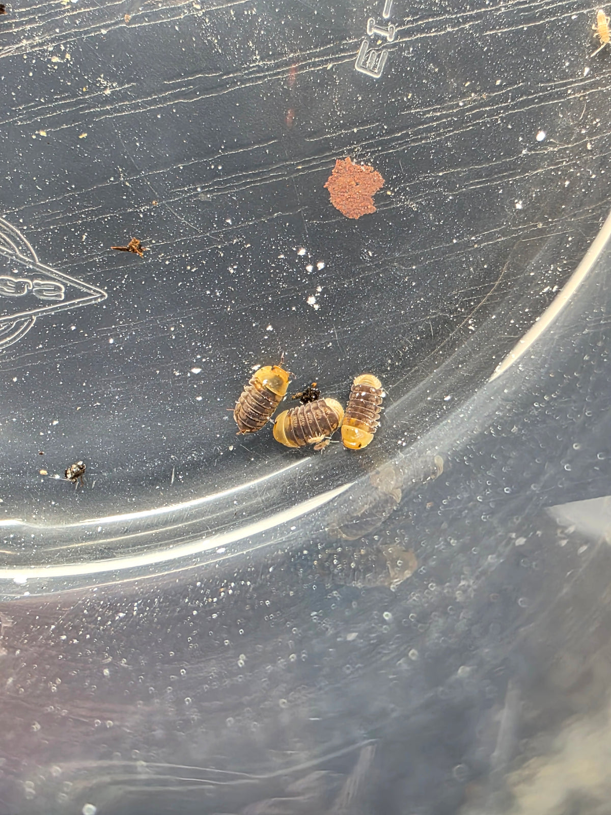 Cubaris sp helios