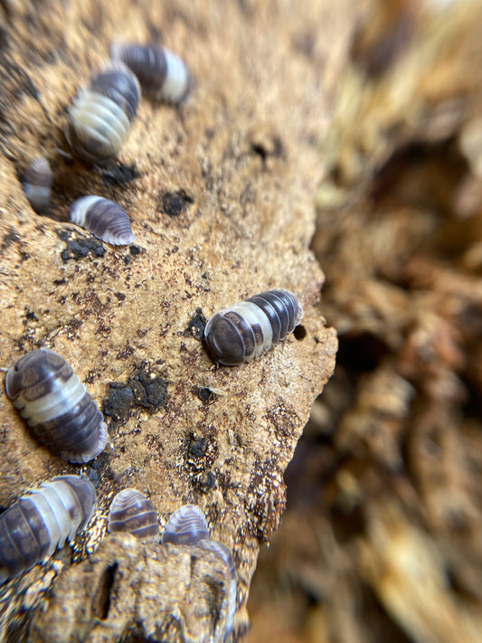 Cubaris Sp “Panda King”