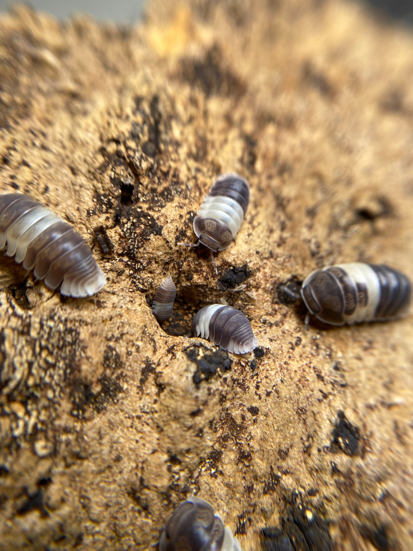 Cubaris Sp “Panda King”