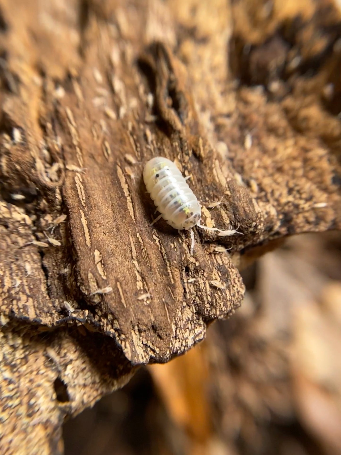 Armadillidium Vulgare “Japanese Magic Potion”