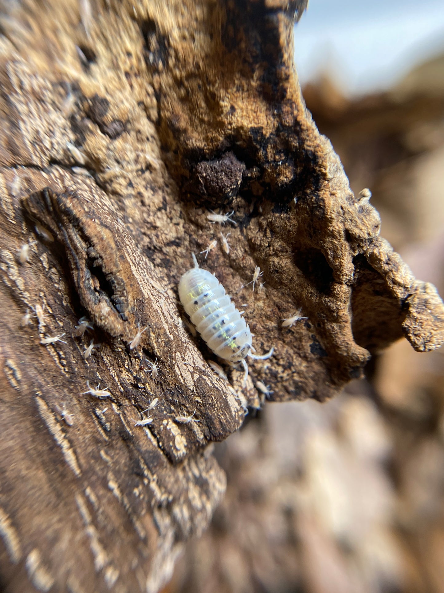 Armadillidium Vulgare “Japanese Magic Potion”