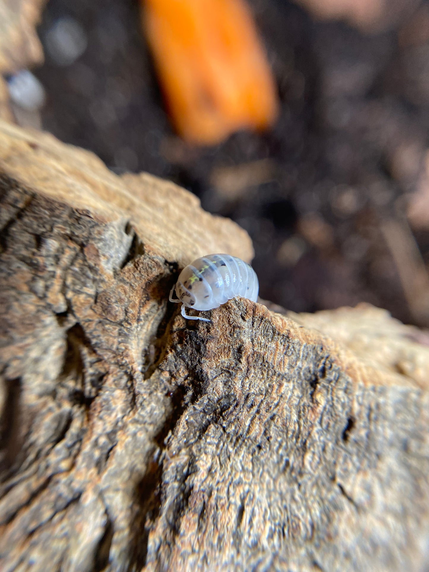 Armadillidium Vulgare “Japanese Magic Potion”