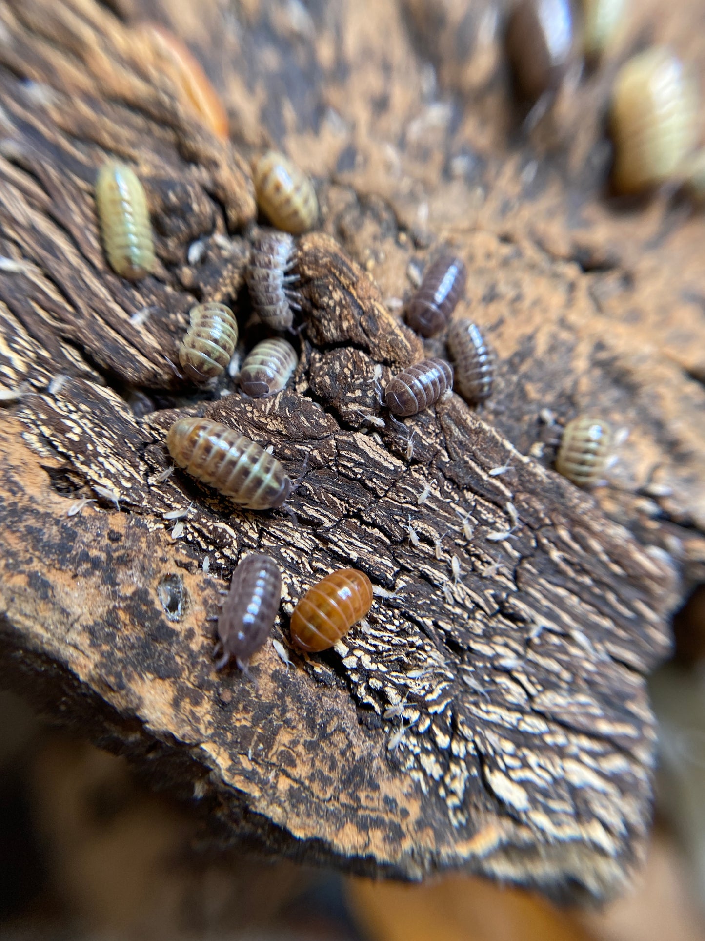 Armadillidium vulgare “St. Lucia”