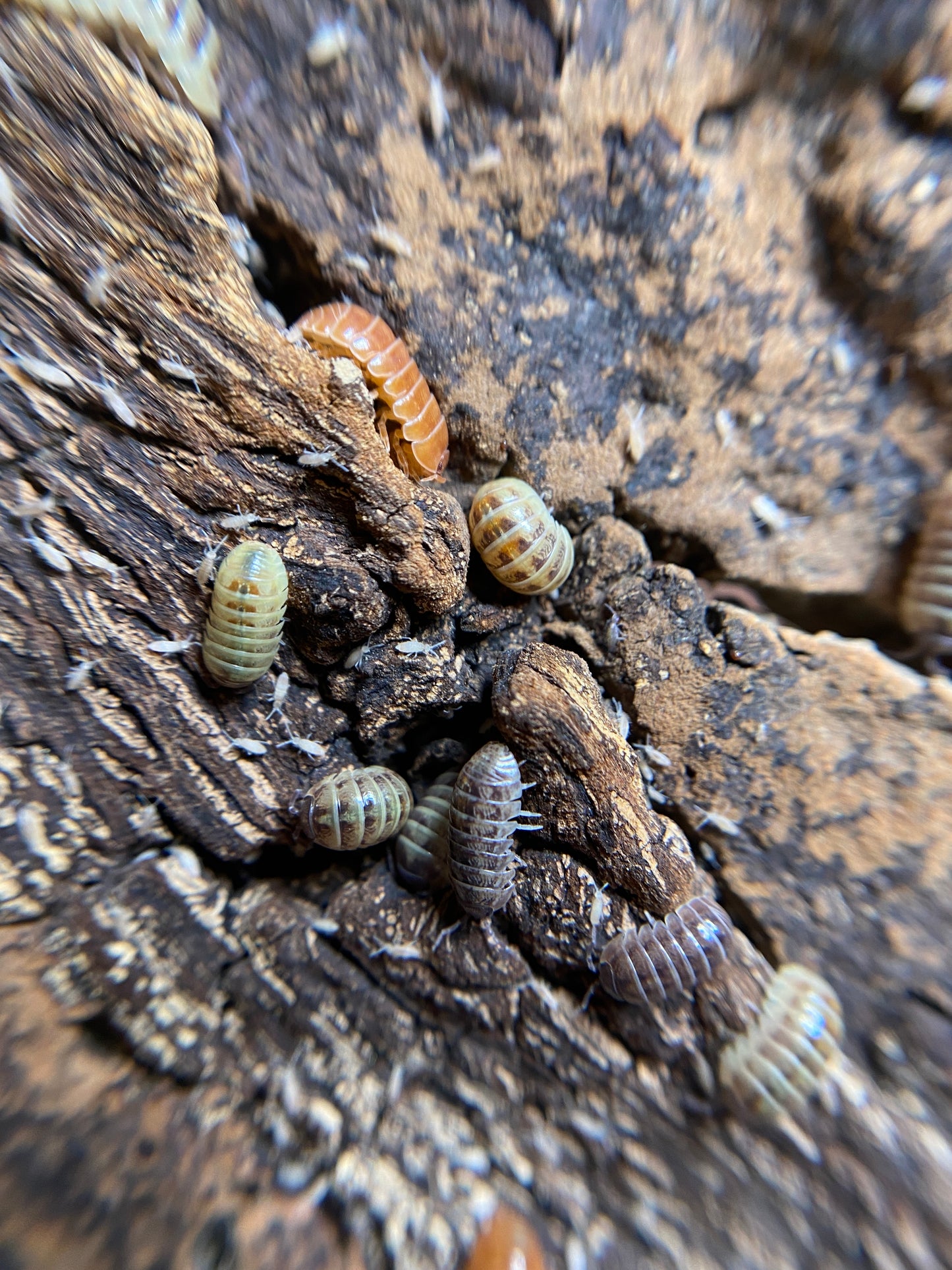 Armadillidium vulgare “St. Lucia”