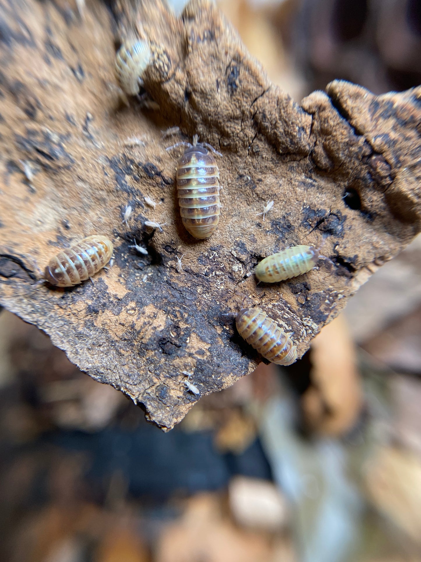 Armadillidium vulgare “St. Lucia”