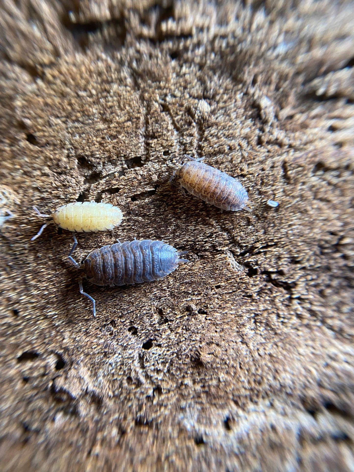 Porcellio scaber lemonade