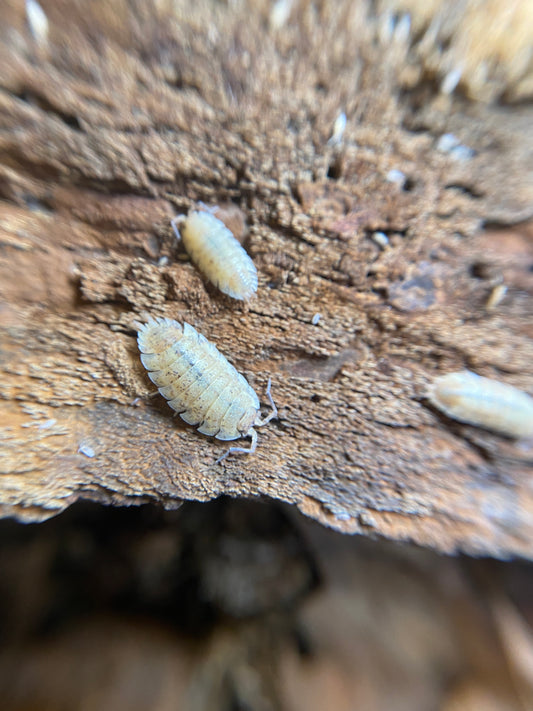 Porcellio scaber lemonade