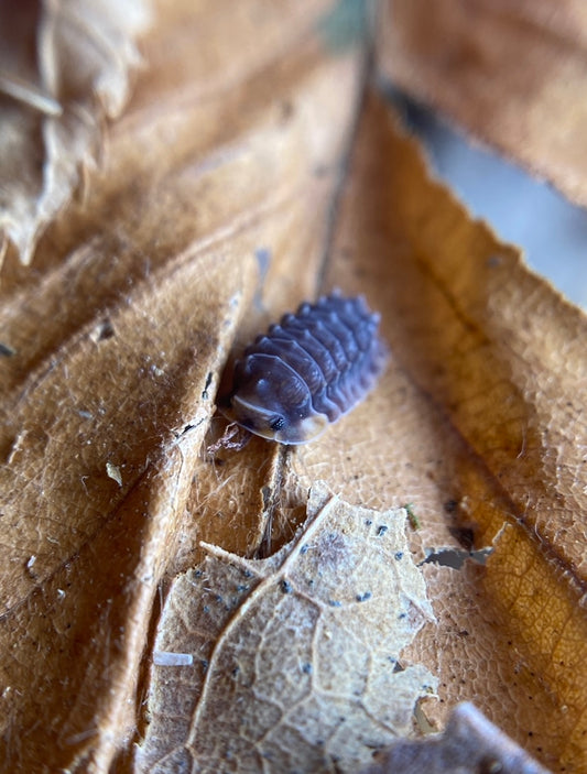 Isopoda Sp “Shiny Gators” **Dwarf Spikys**