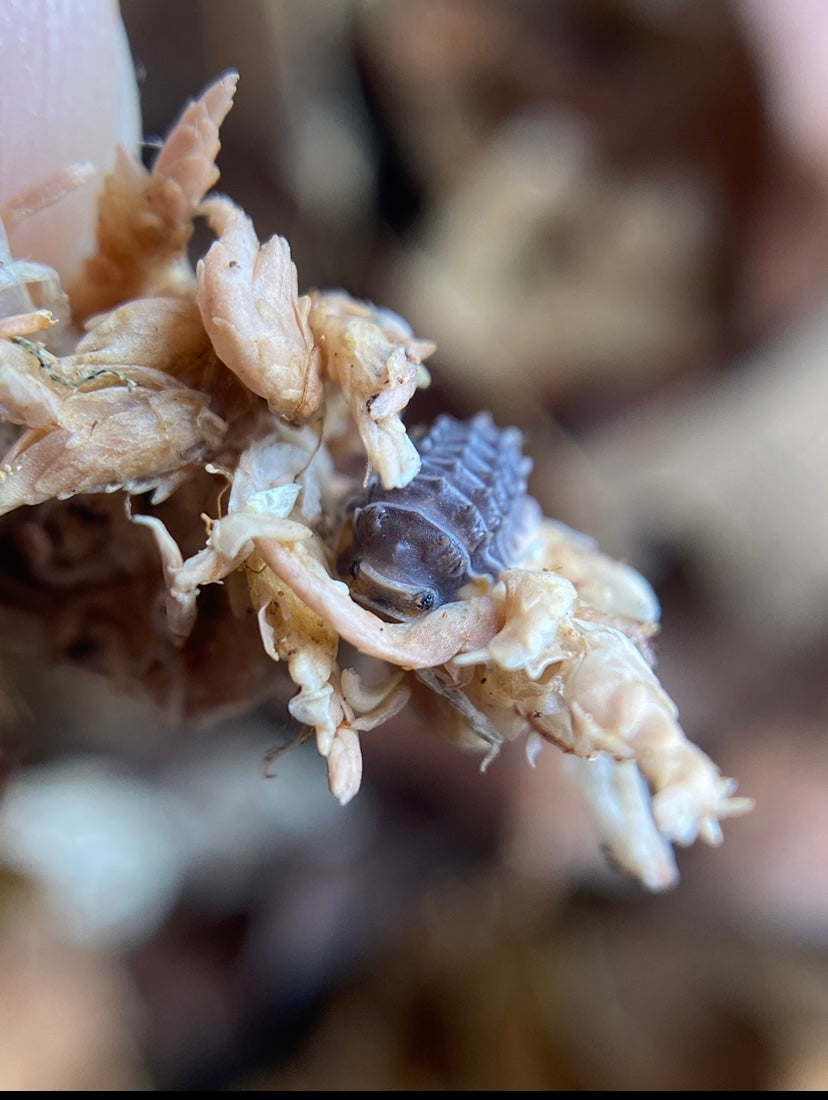 Isopoda Sp “Shiny Gators” **Dwarf Spikys** – Isorarepods