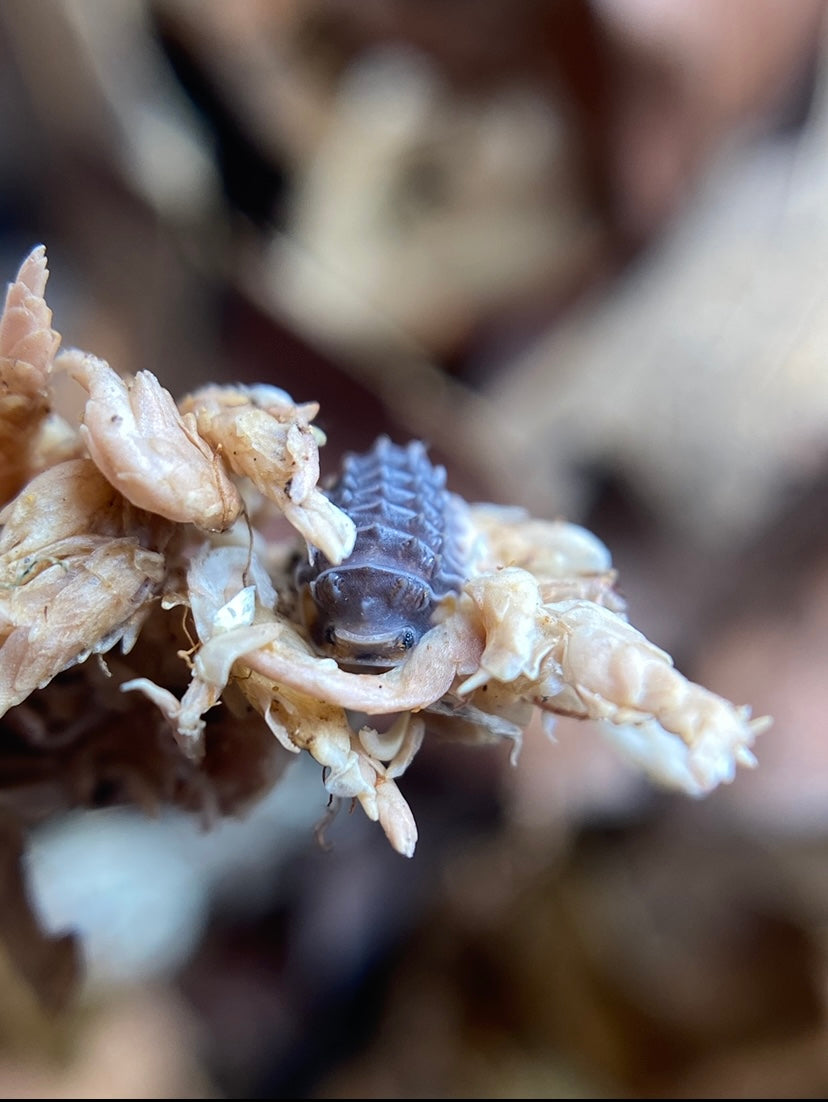 Isopoda Sp “Shiny Gators” **Dwarf Spikys** – Isorarepods